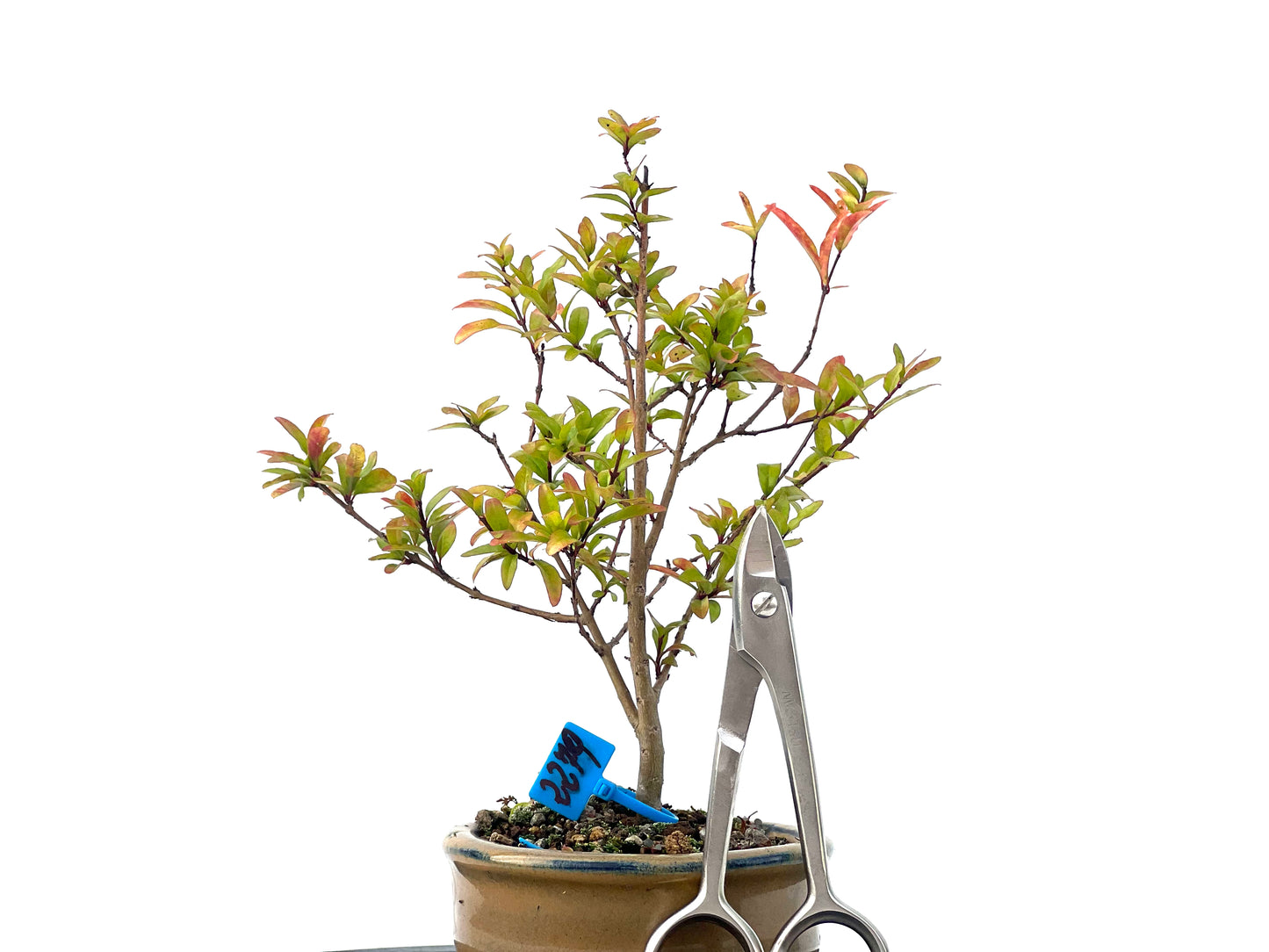 Punica Granatum Nana 2279
