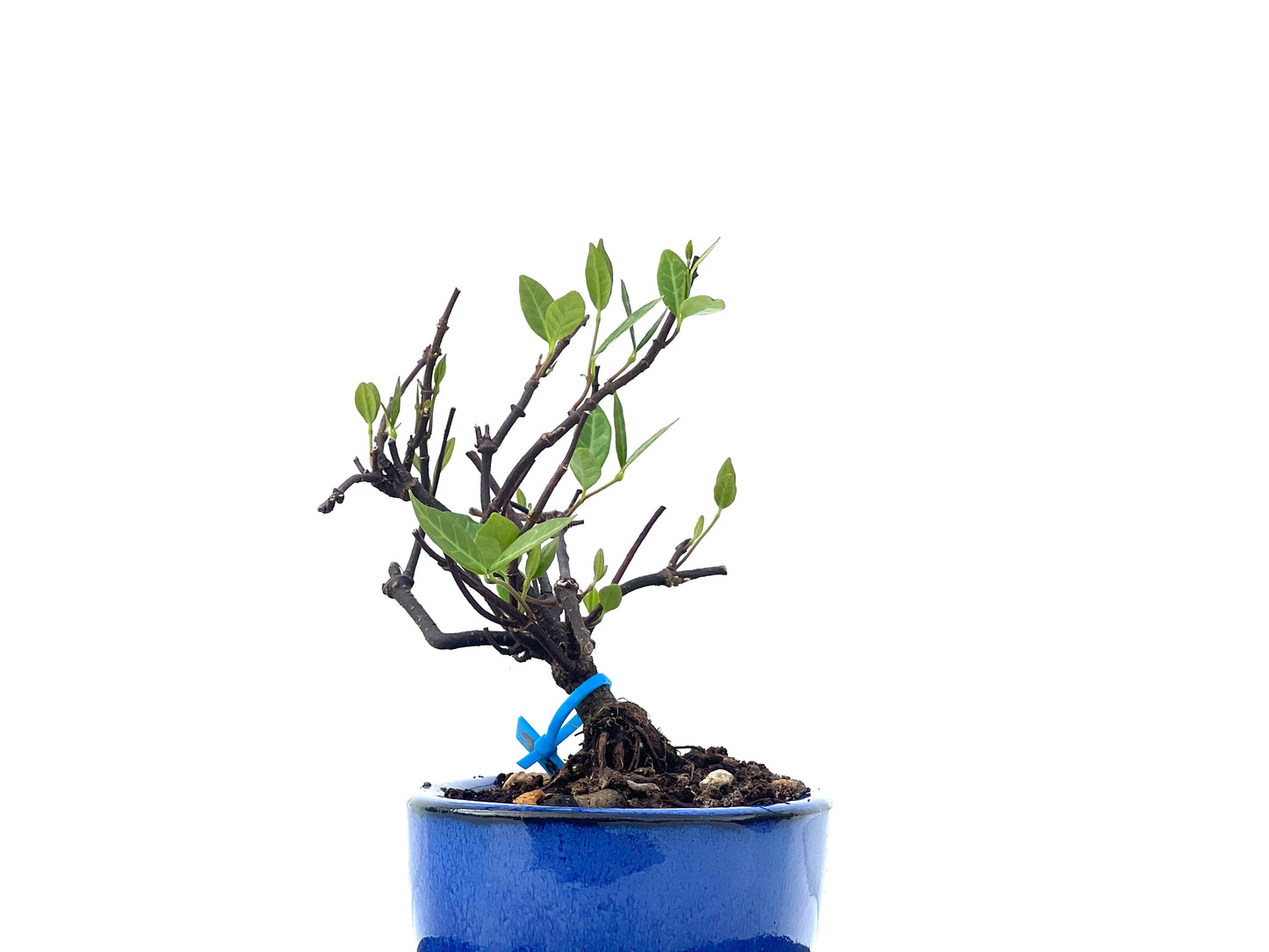 Trachelospermum Asiaticum 2286