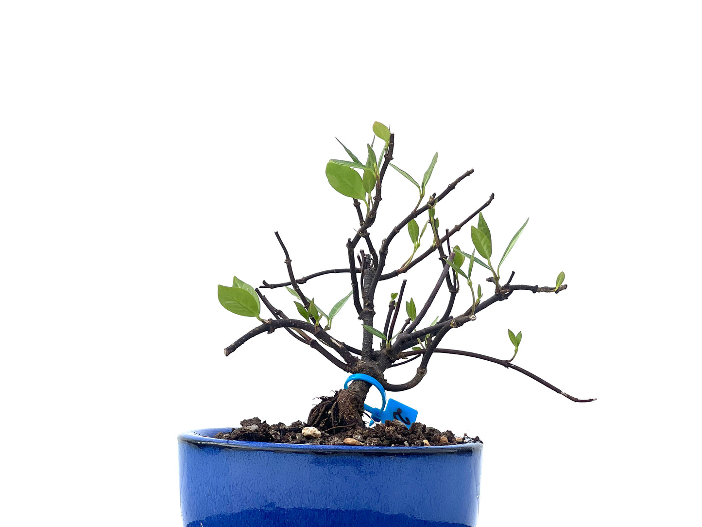Trachelospermum Asiaticum 2286