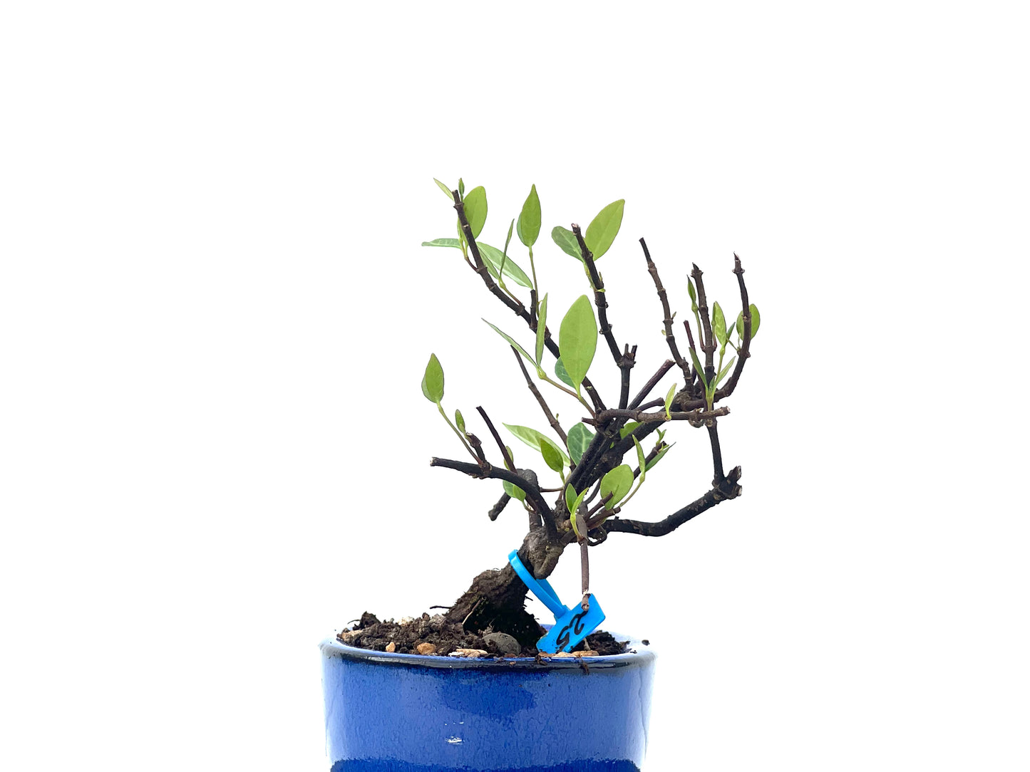 Trachelospermum Asiaticum 2286