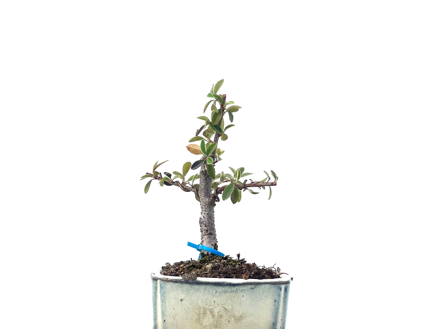 Cotoneaster Franchetii 2264
