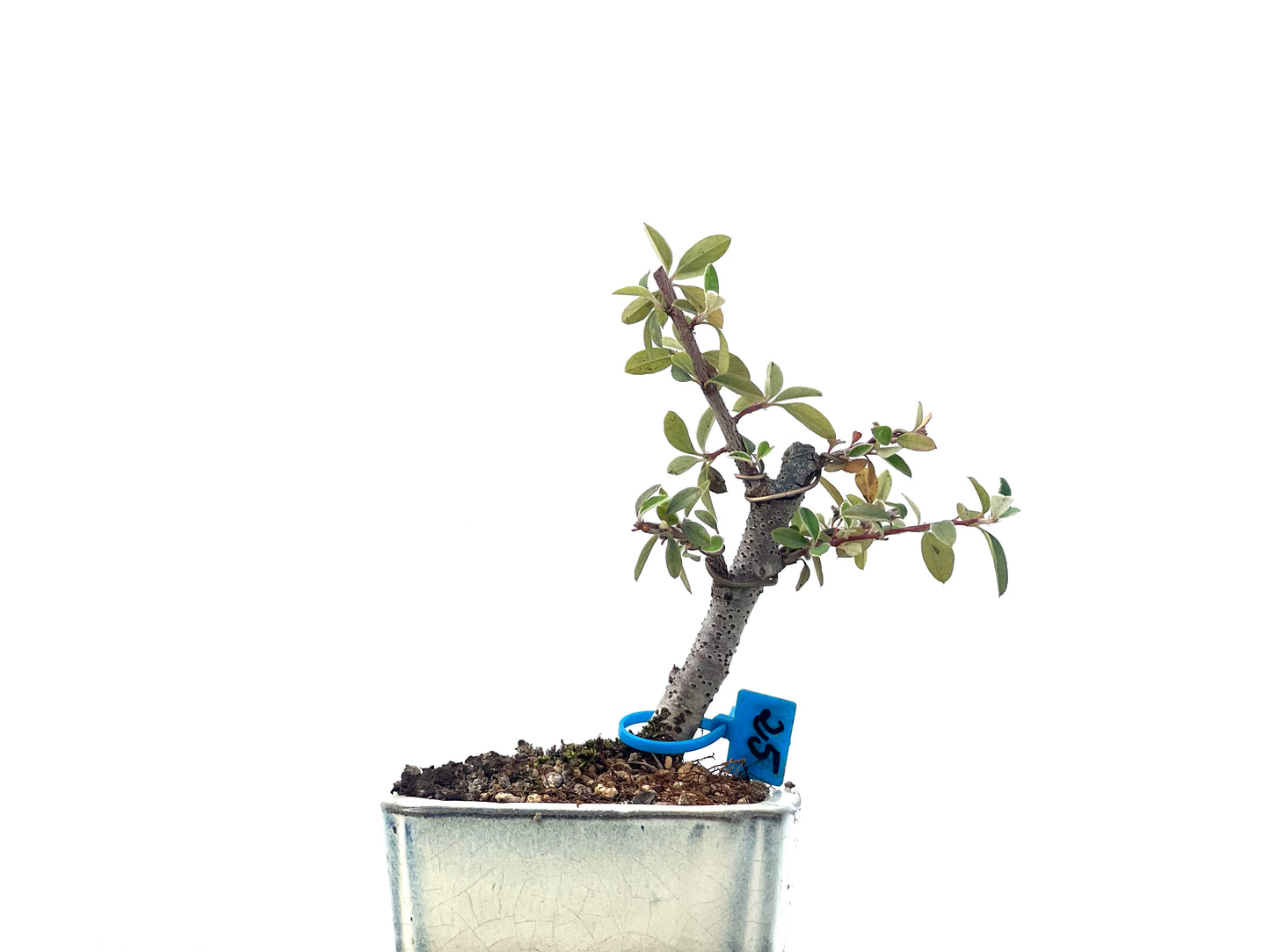 Cotoneaster Franchetii 2264