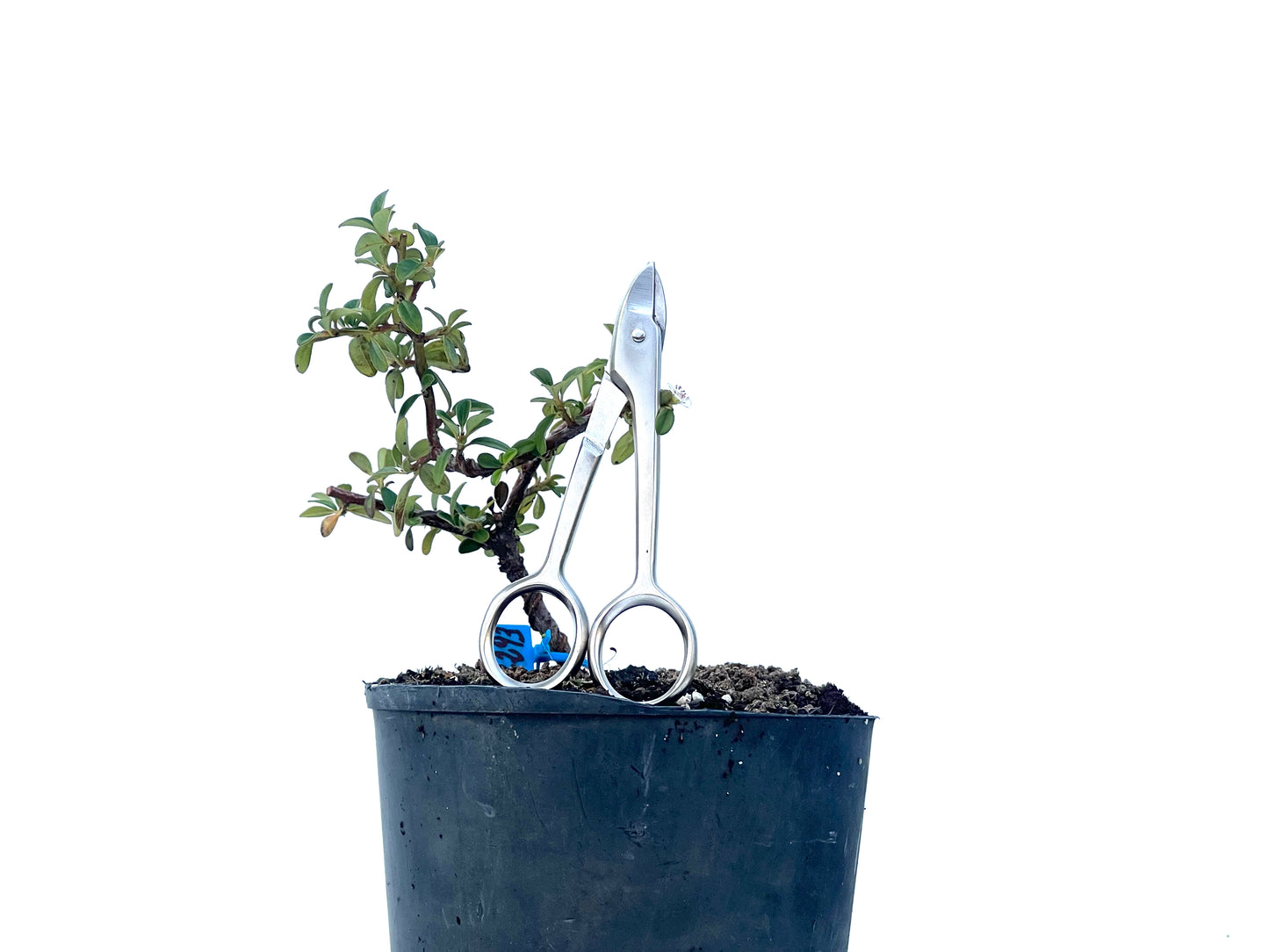 Cotoneaster Horizontalis 2293