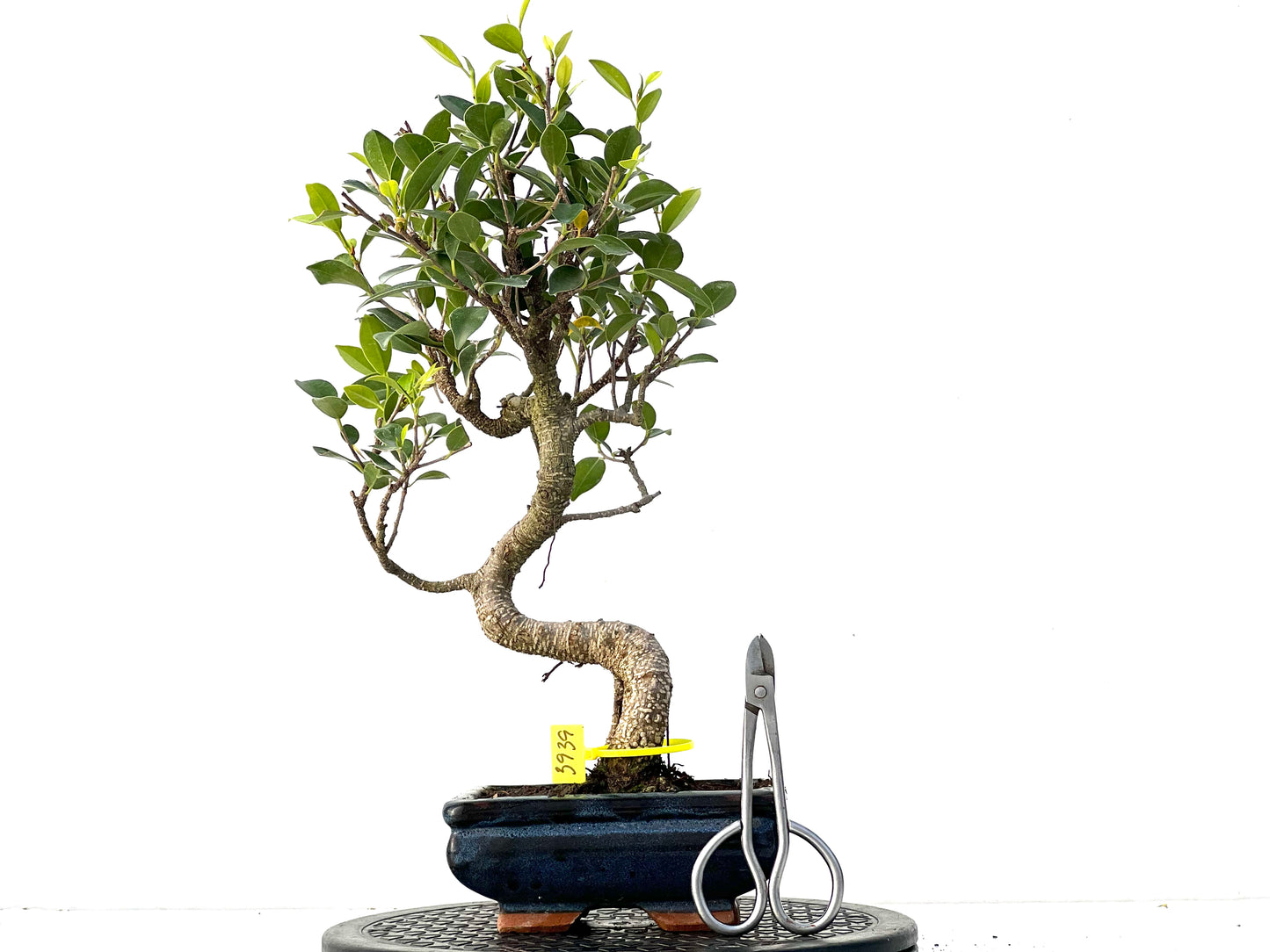 Ficus Tiger Bark 3939