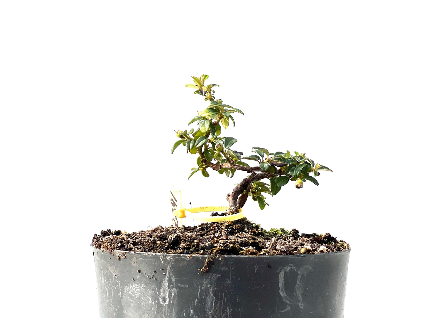 Cotoneaster Horizontalis 2291