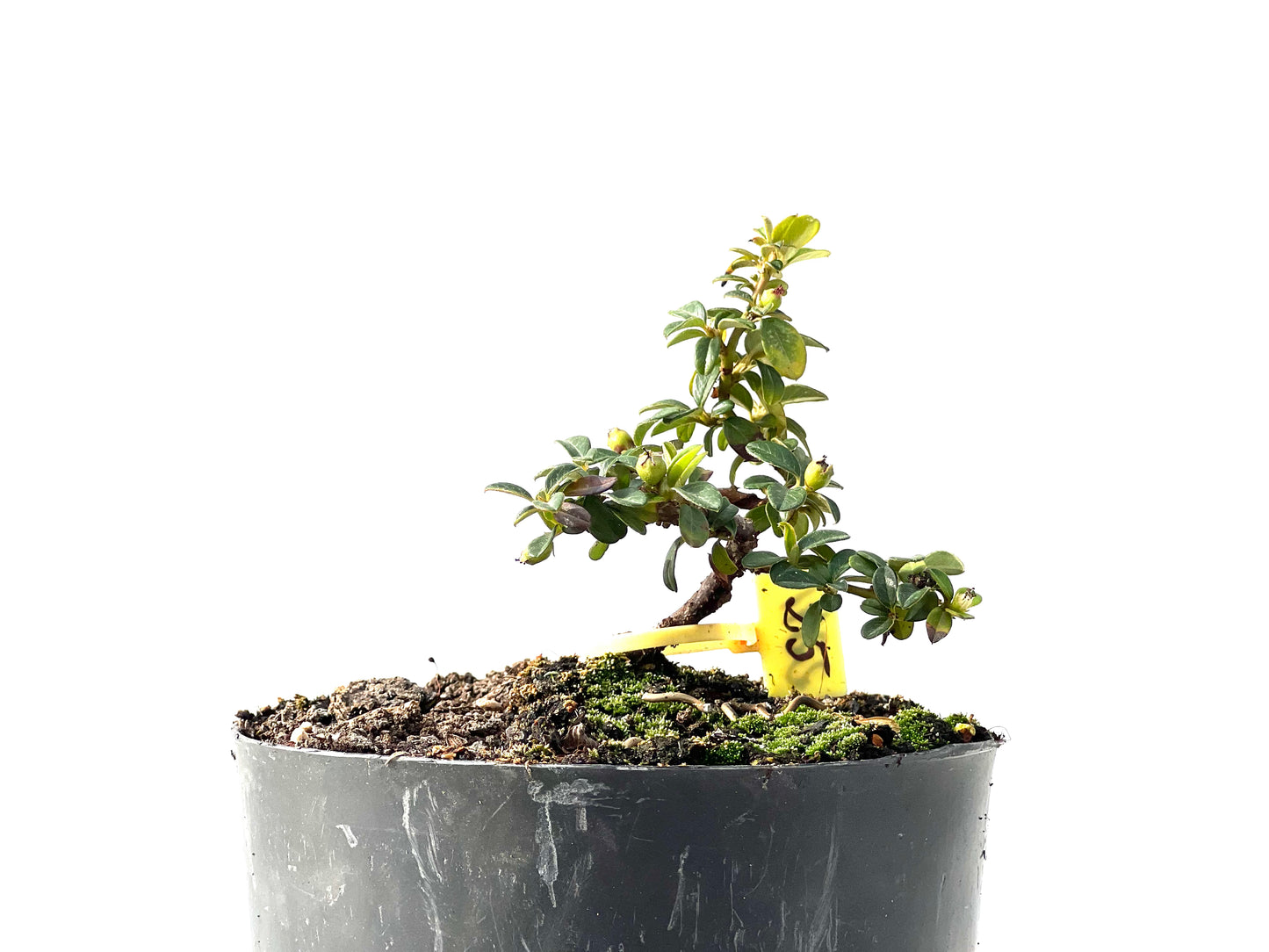 Cotoneaster Horizontalis 2291
