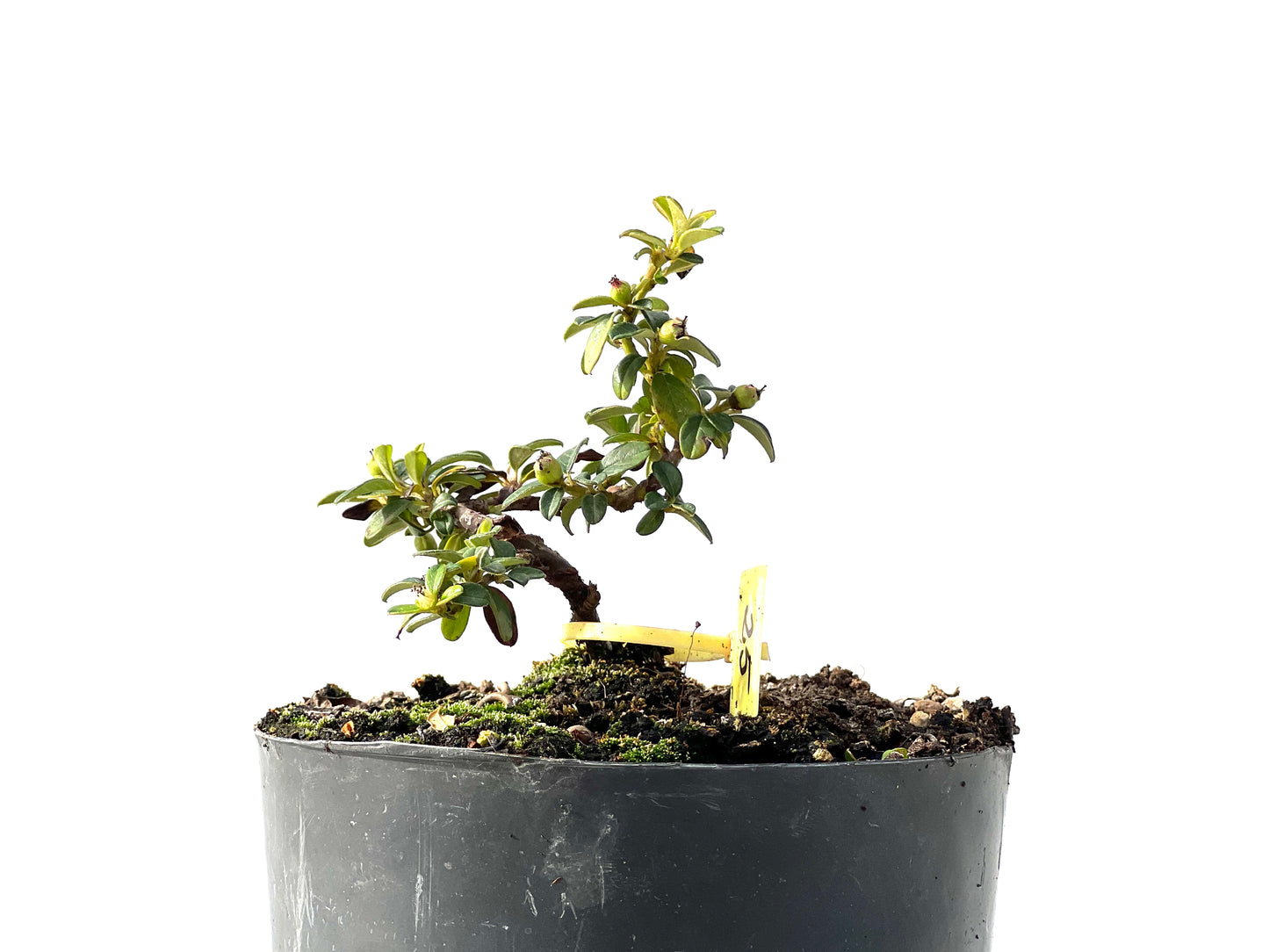Cotoneaster Horizontalis 2291