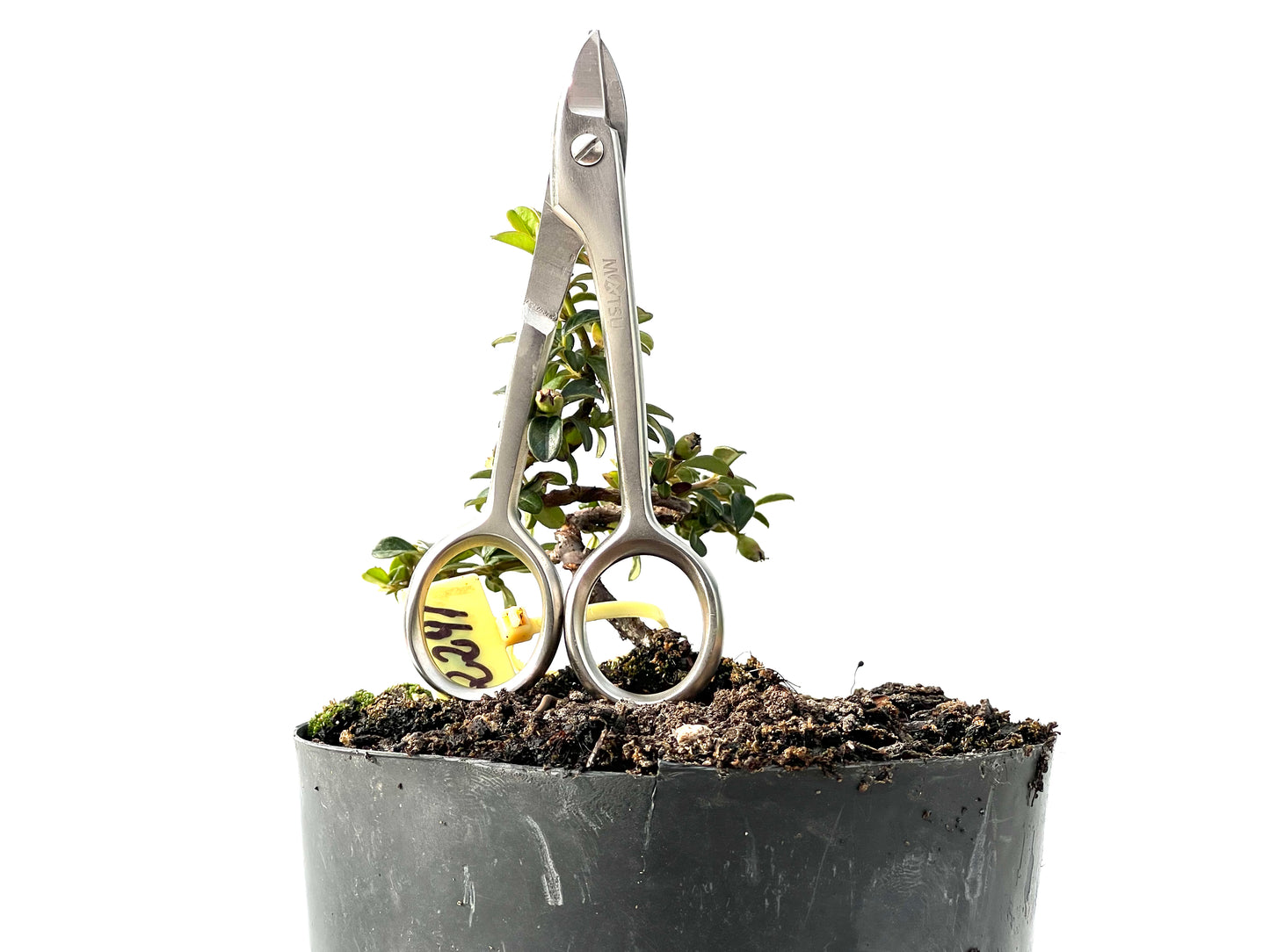 Cotoneaster Horizontalis 2291