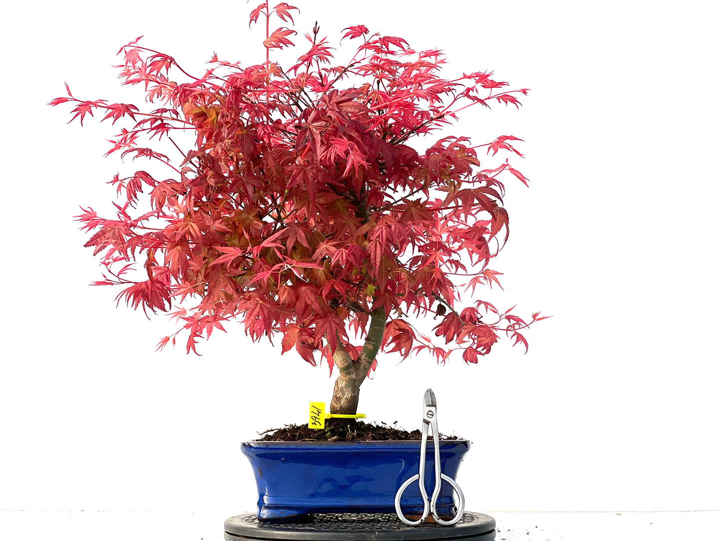 Acer Palmatum Deshojo 3941