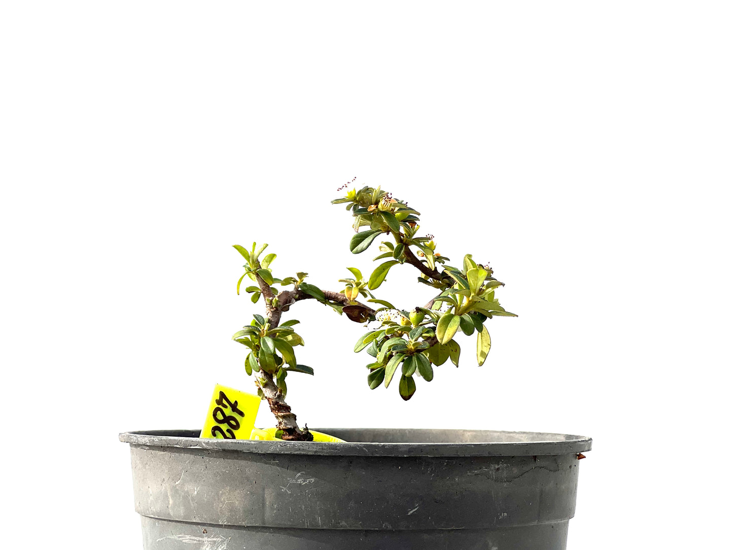 Cotoneaster Horizontalis 2287