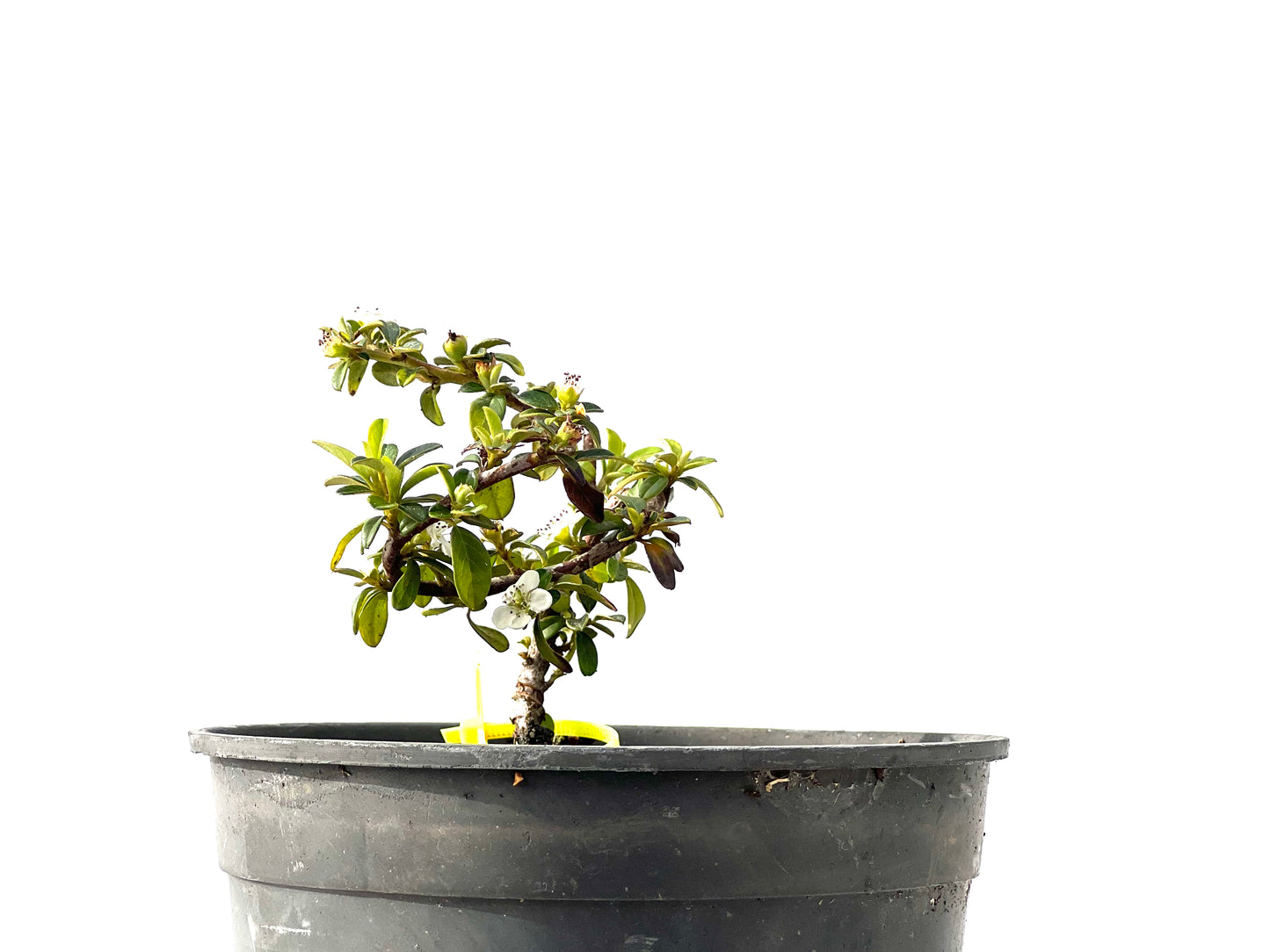 Cotoneaster Horizontalis 2287