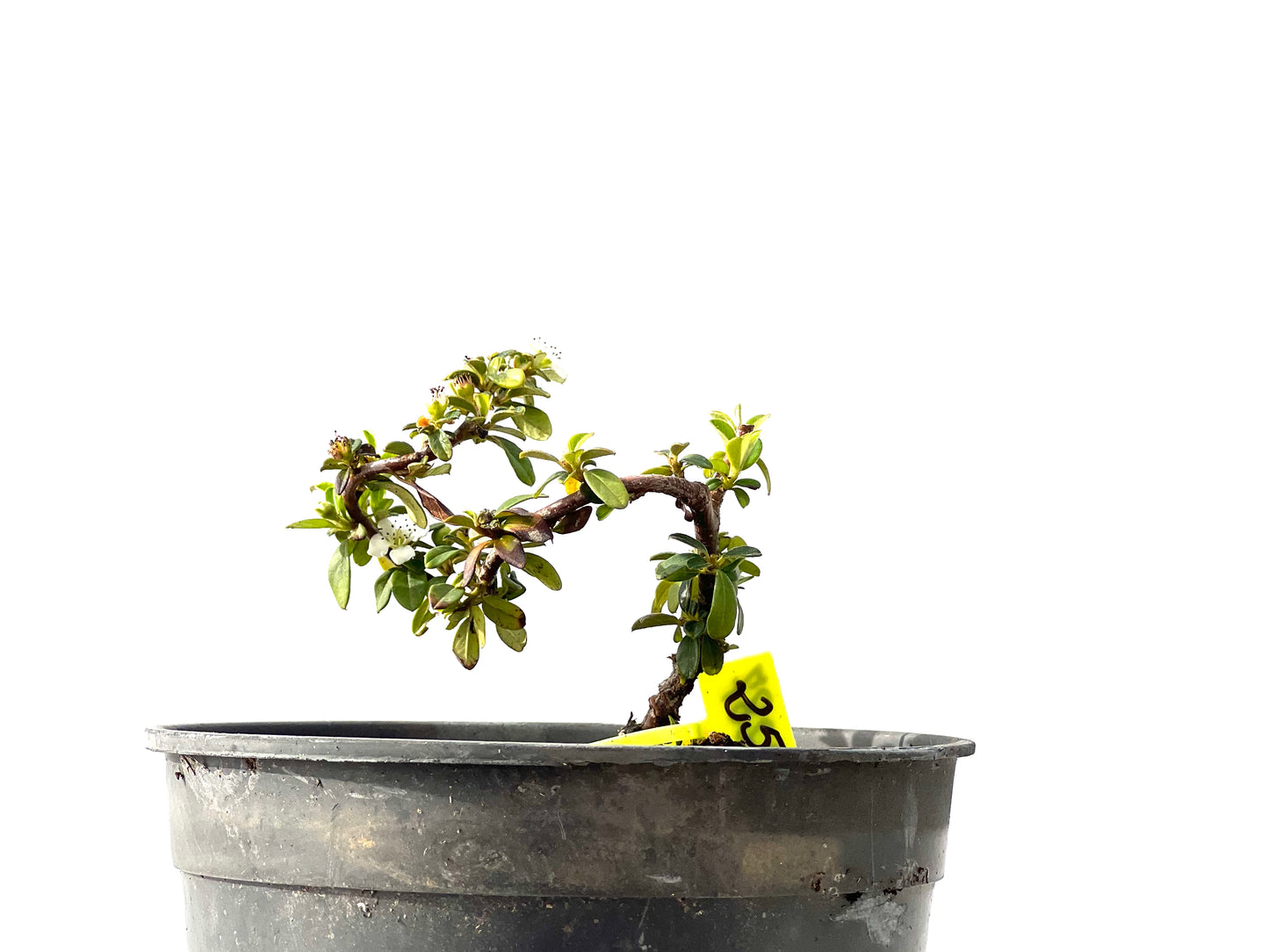 Cotoneaster Horizontalis 2287