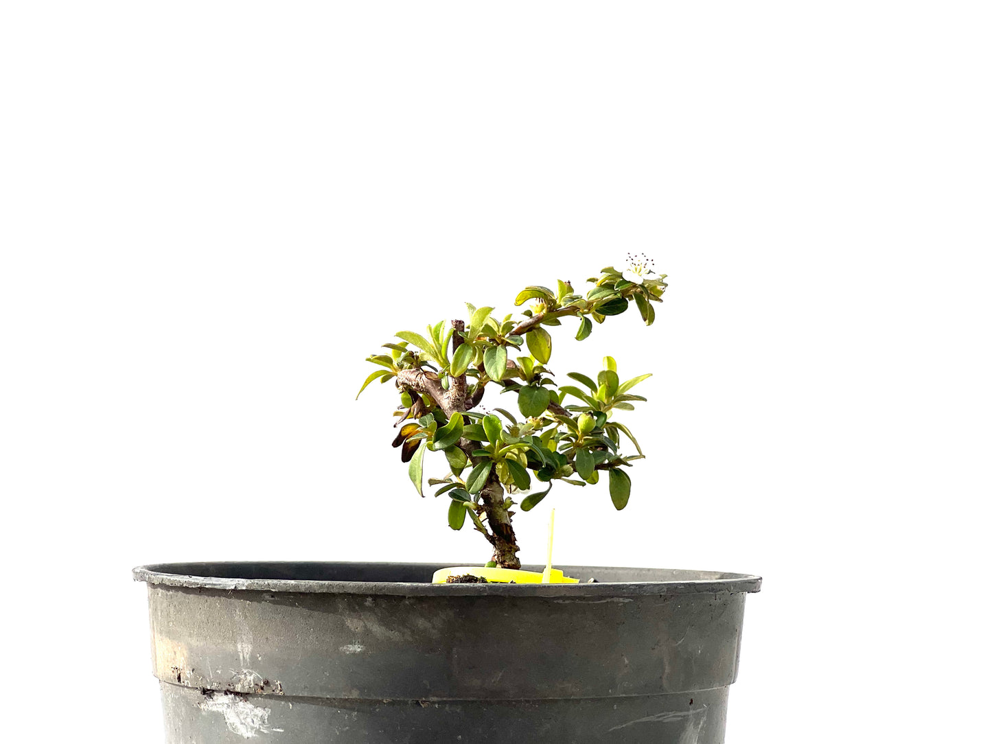 Cotoneaster Horizontalis 2287