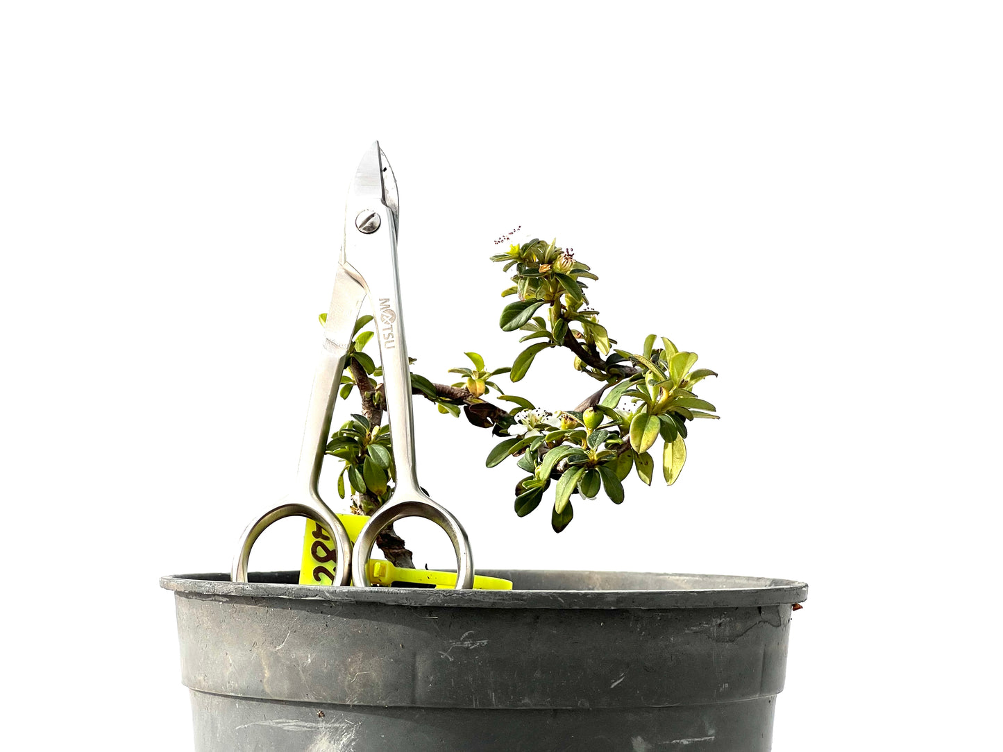 Cotoneaster Horizontalis 2287
