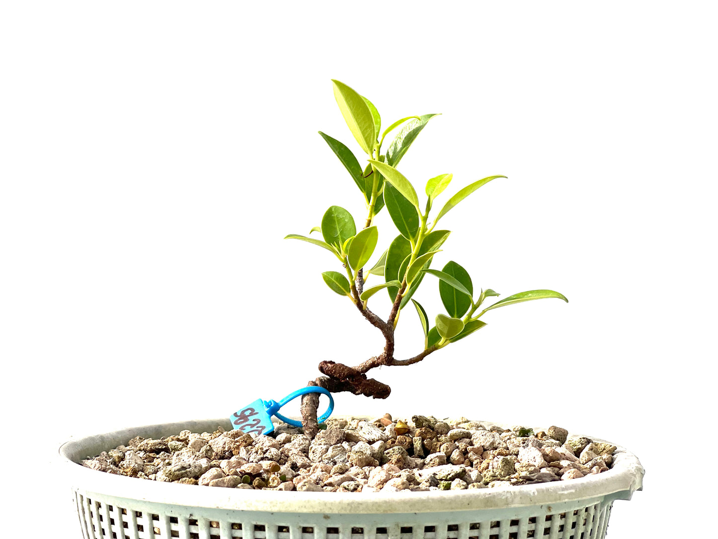 Ficus Tiger Bark 2295