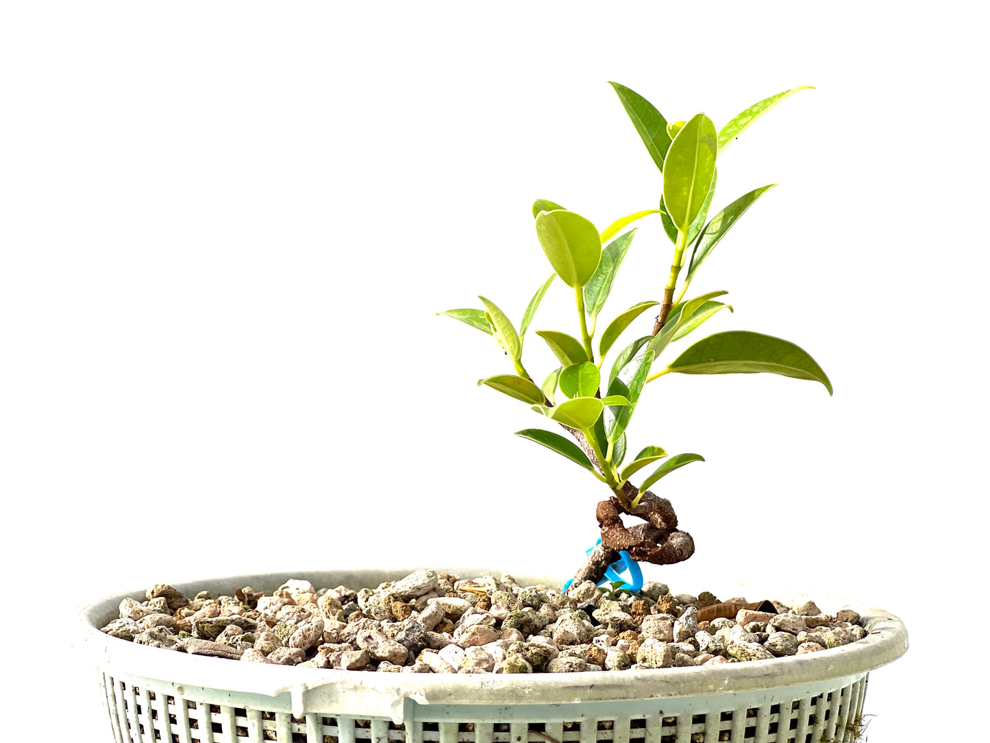 Ficus Tiger Bark 2295