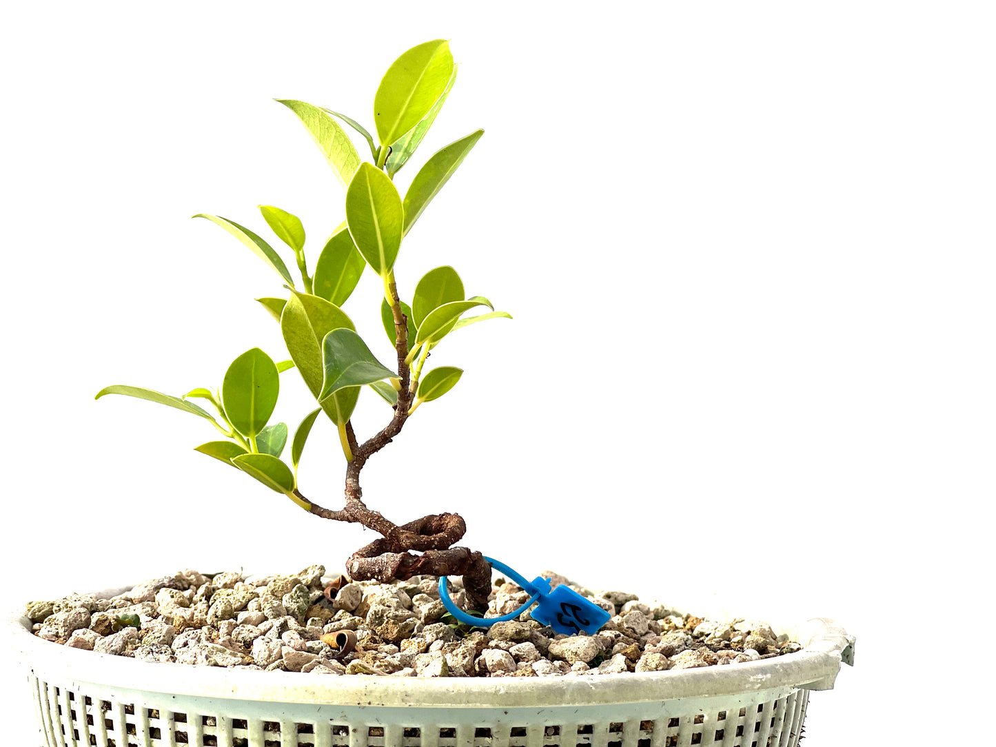 Ficus Tiger Bark 2295