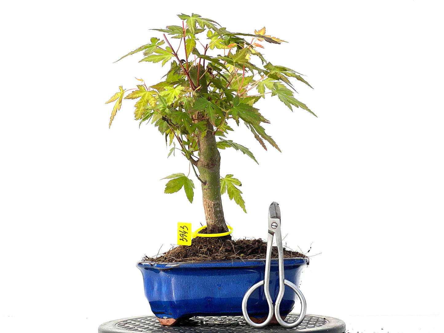 Acer Palmatum 3943
