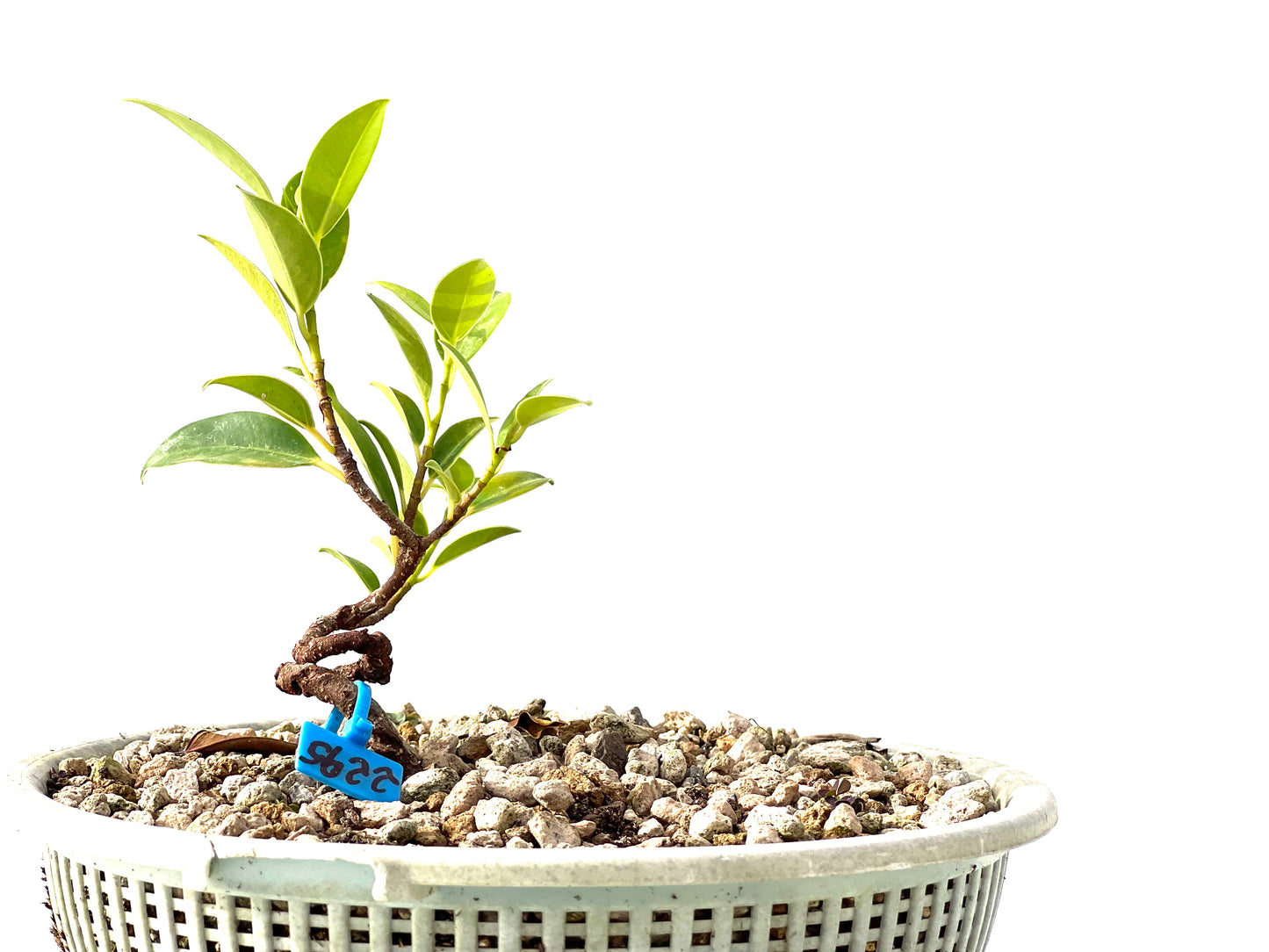Ficus Tiger Bark 2295