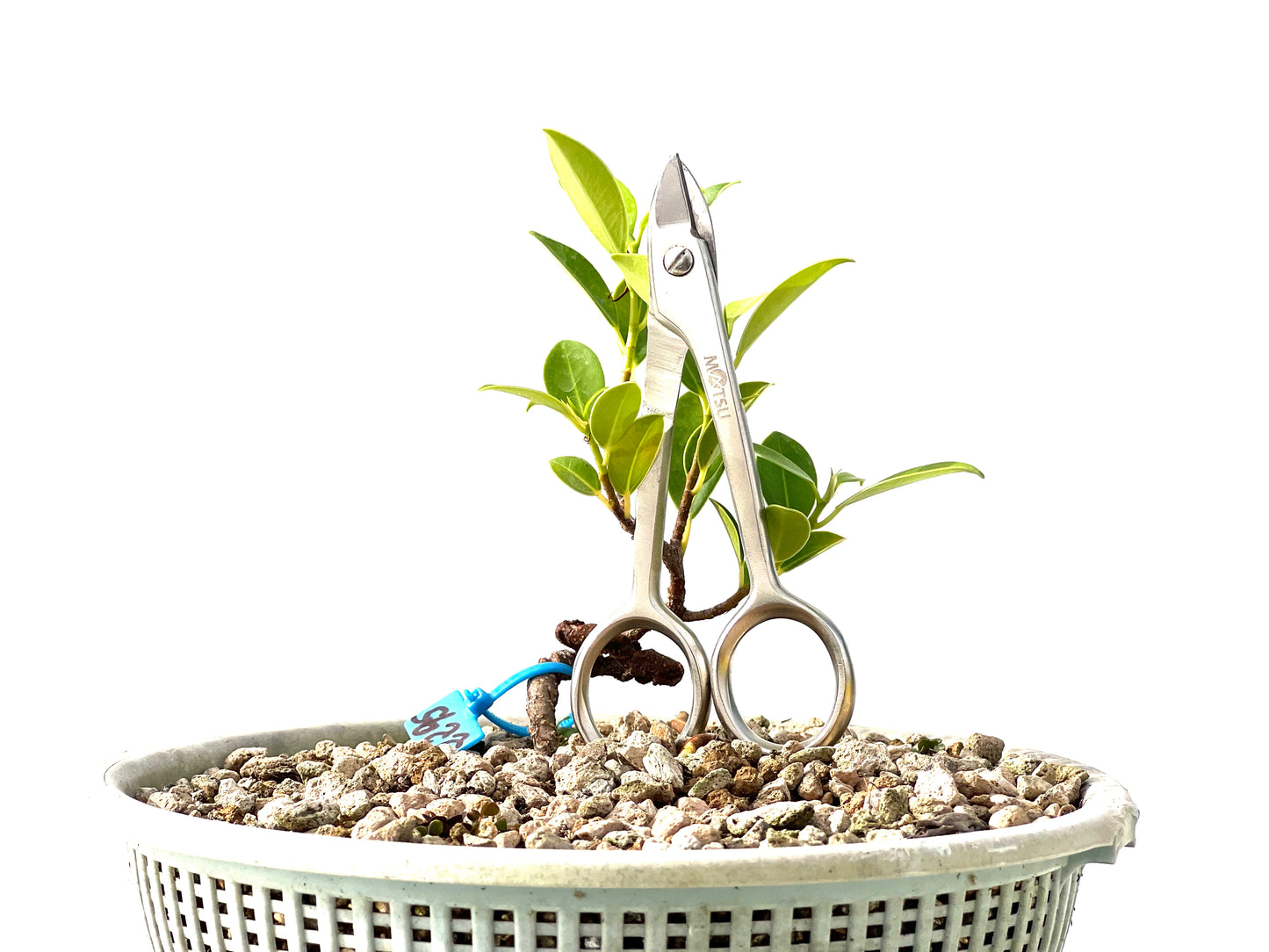 Ficus Tiger Bark 2295