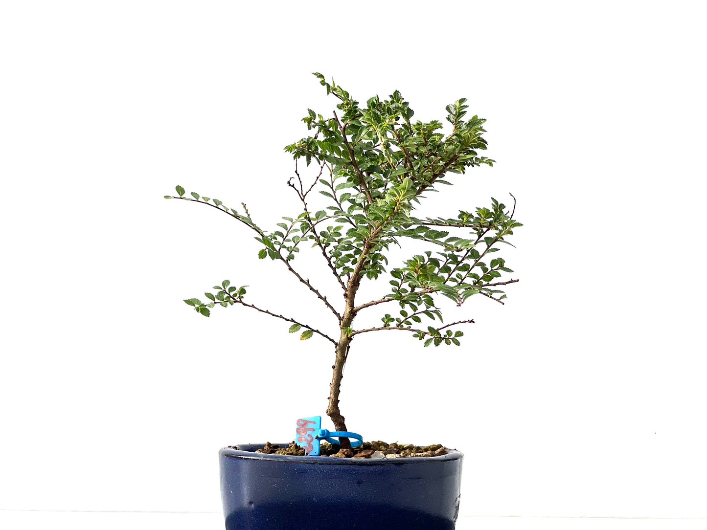 Ulmus Hokkaido 2299