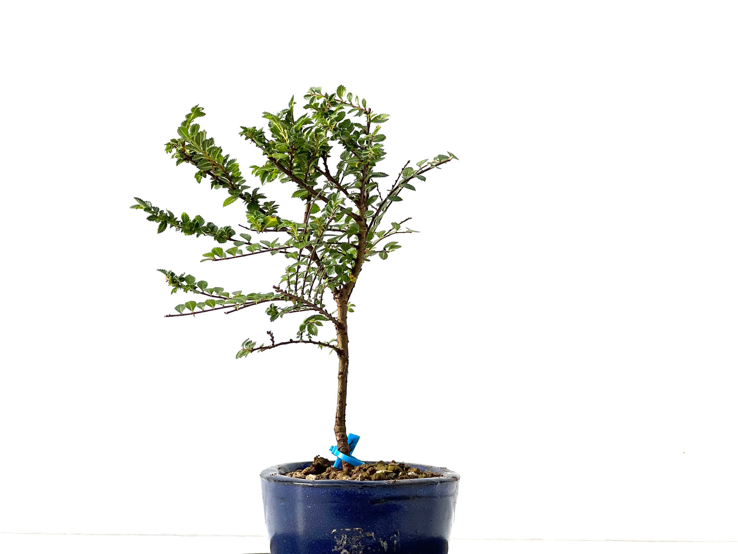 Ulmus Hokkaido 2299