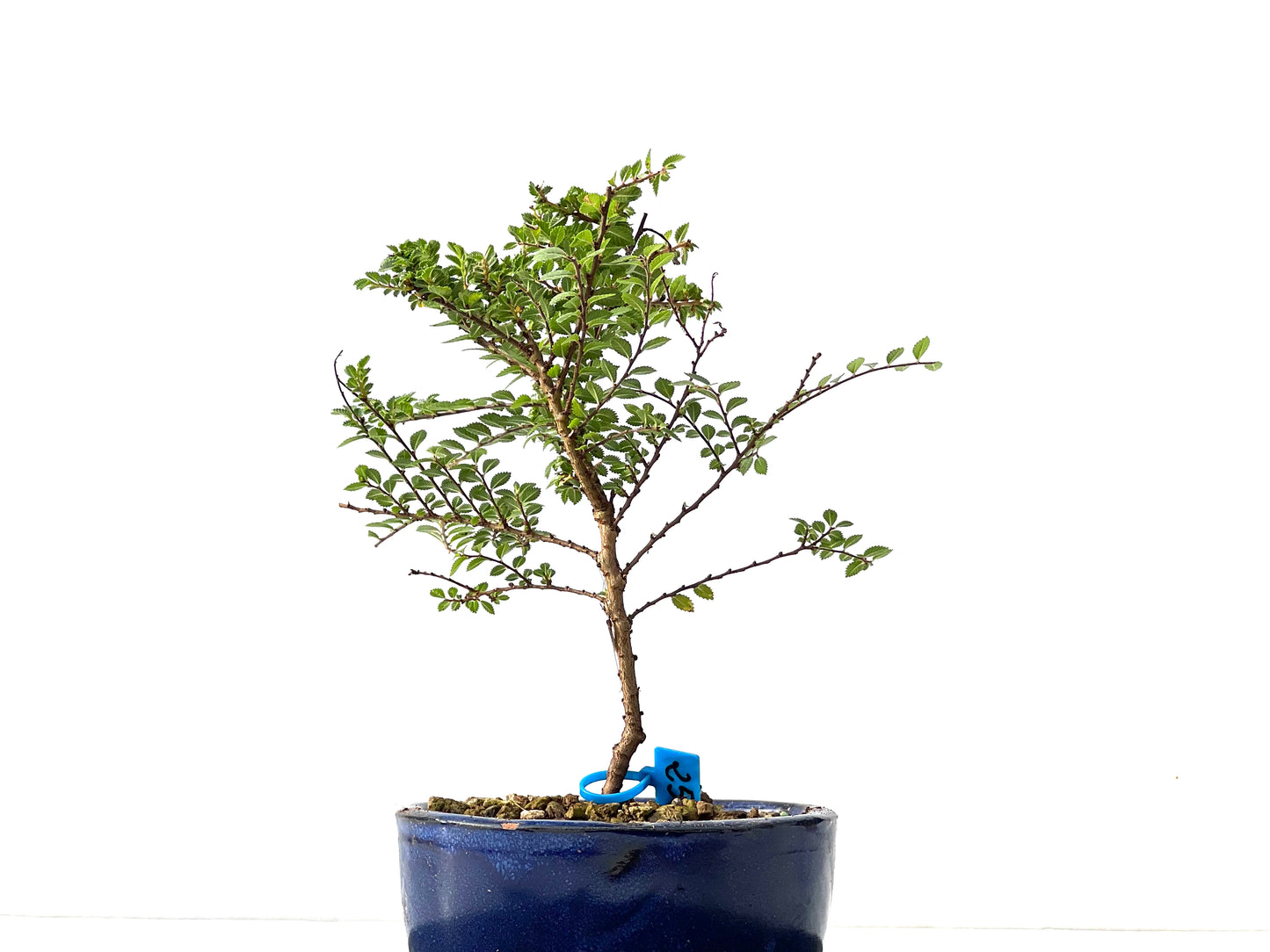 Ulmus Hokkaido 2299