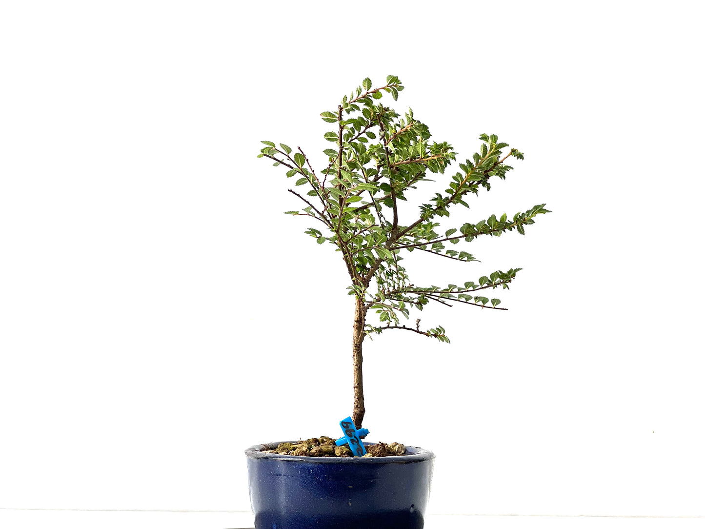 Ulmus Hokkaido 2299