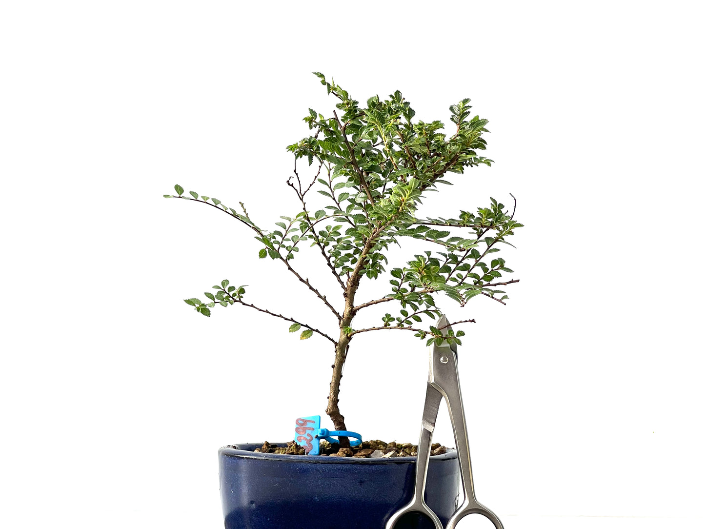 Ulmus Hokkaido 2299