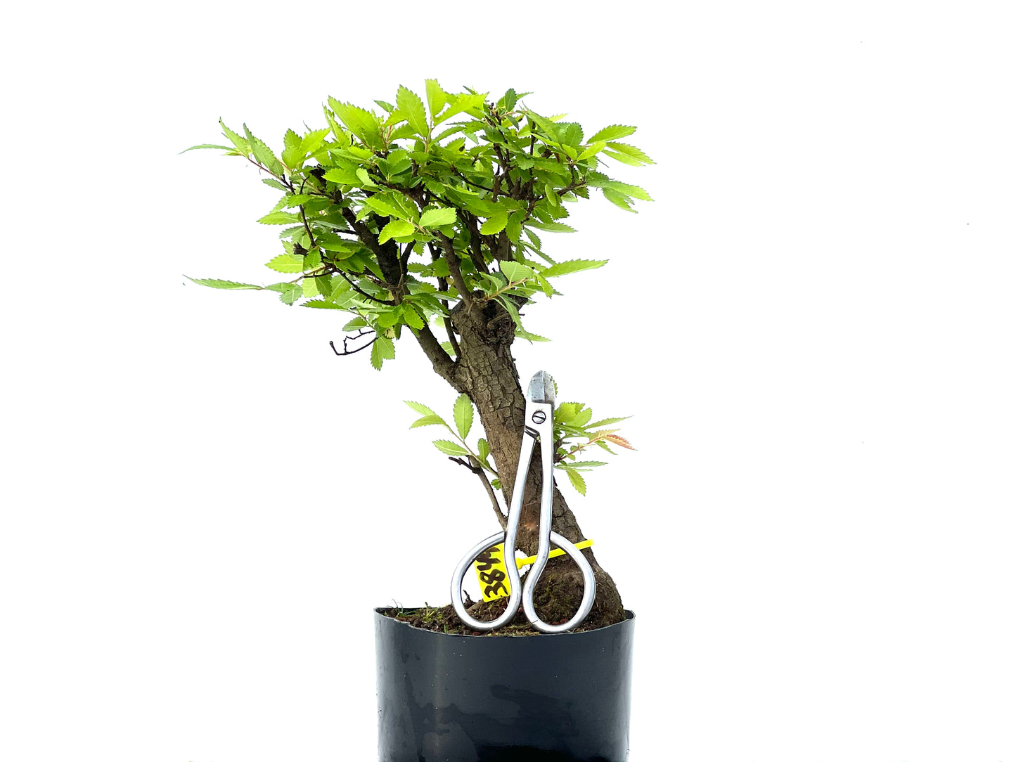 Olmo Nire Keyaki 3849