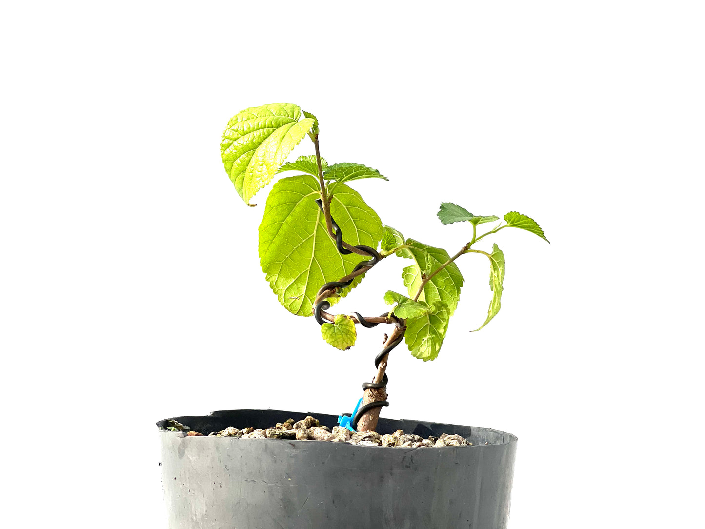 Morus Alba 2300