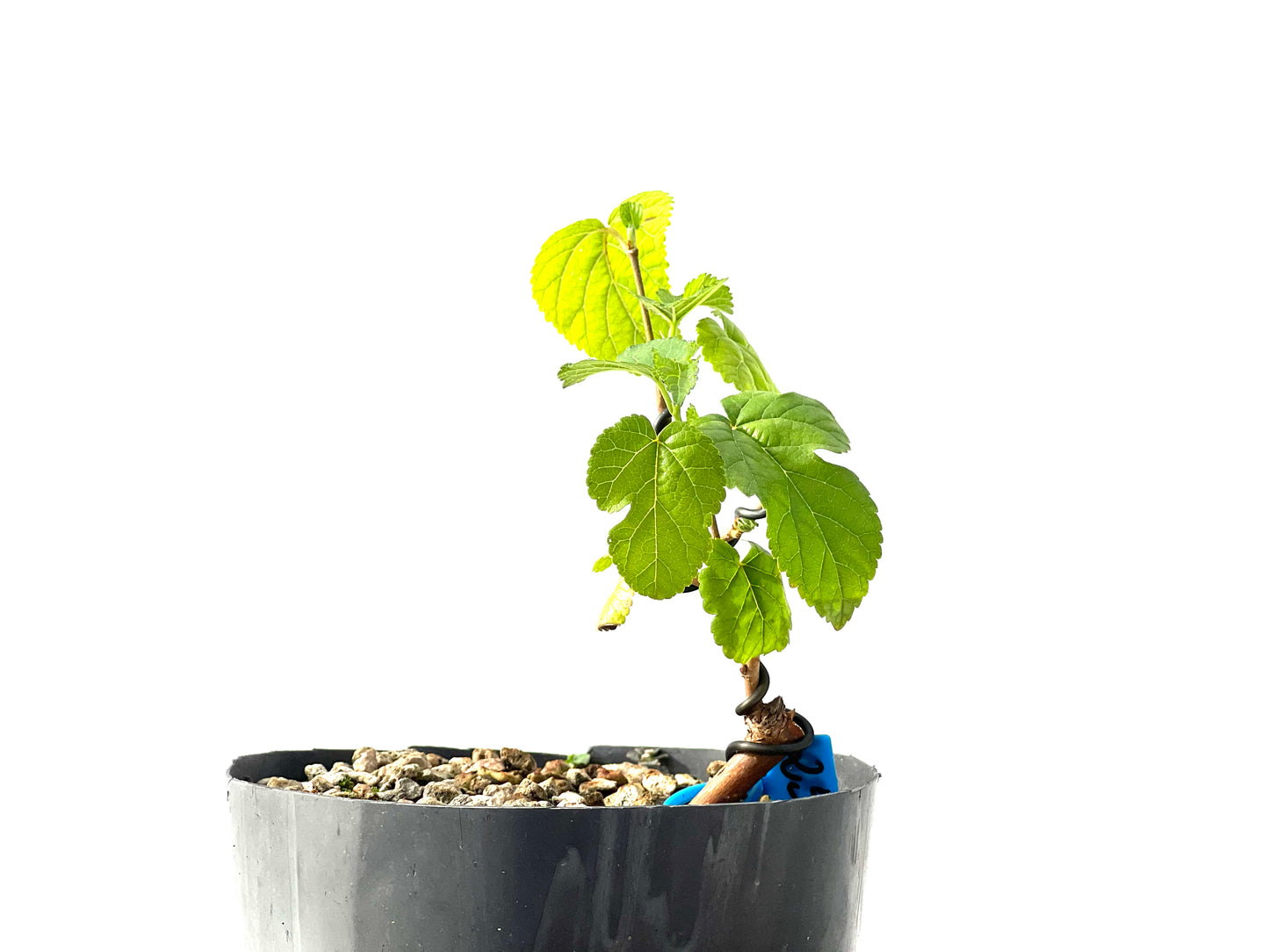 Morus Alba 2300