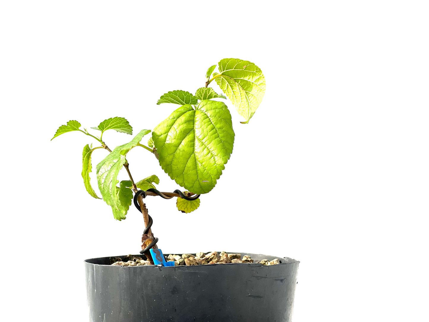 Morus Alba 2300