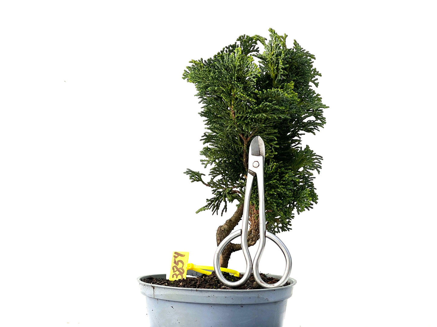 Chamaecyparis Obtusa Nana 3854