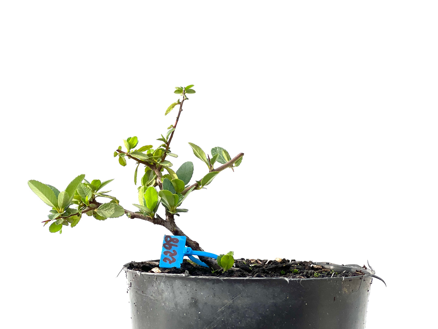 Pyracantha 2298