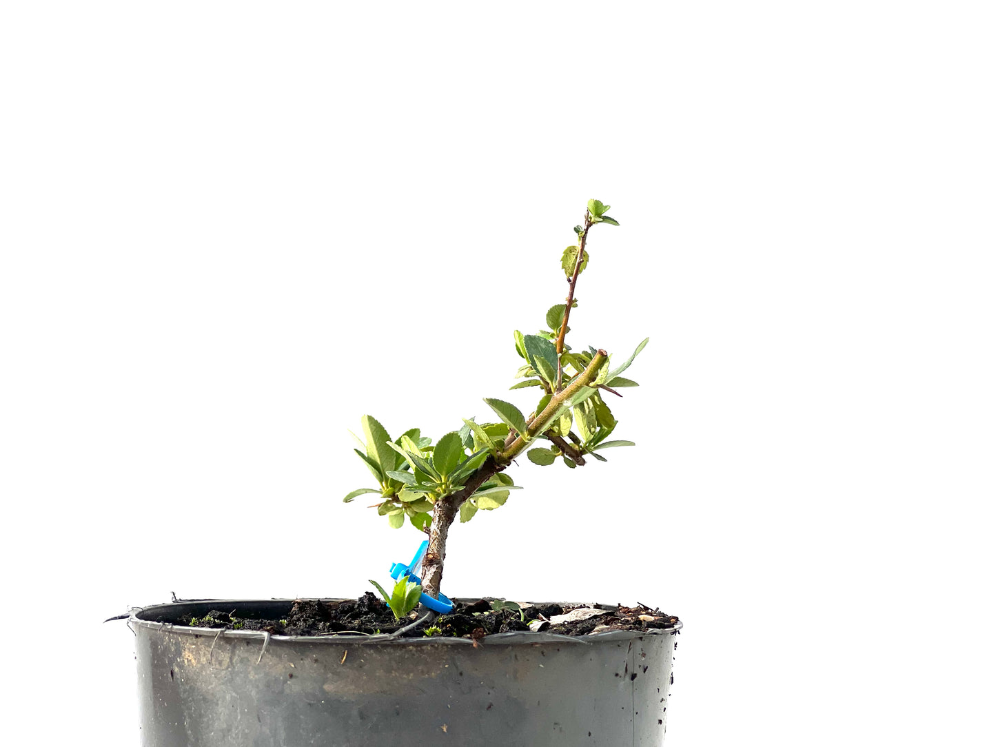 Pyracantha 2298