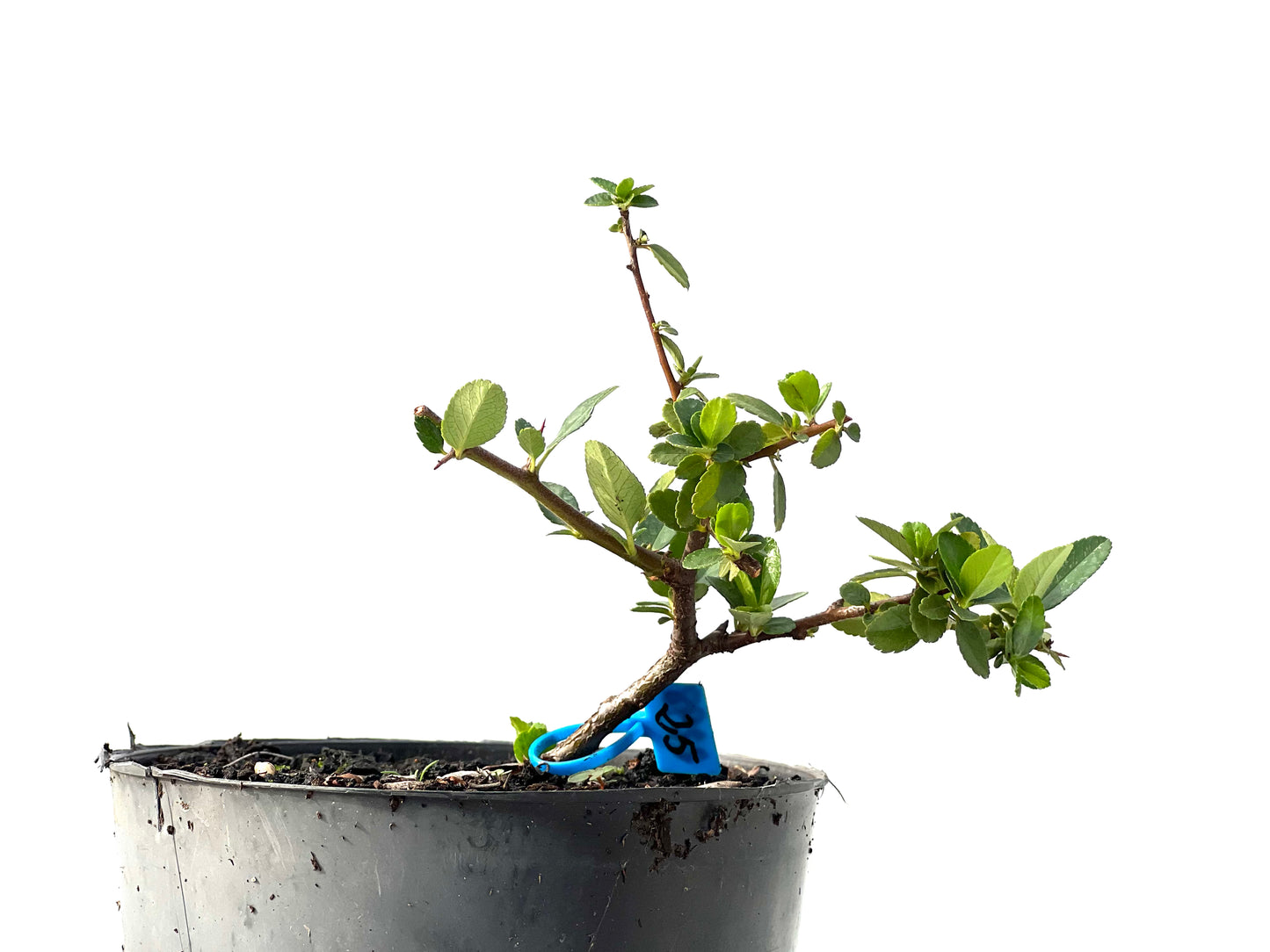Pyracantha 2298