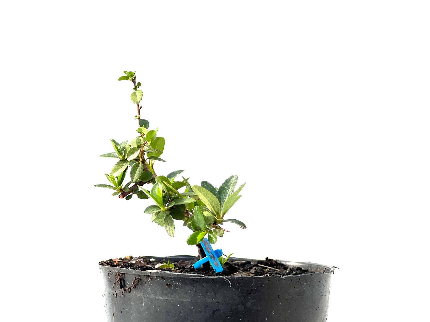 Pyracantha 2298