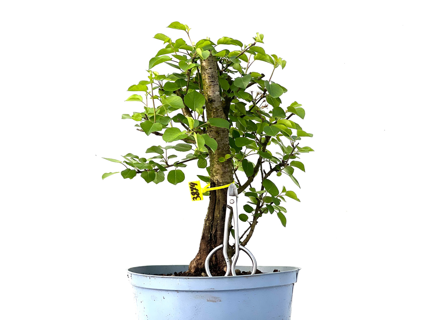 Prunus Mahaleb 3879