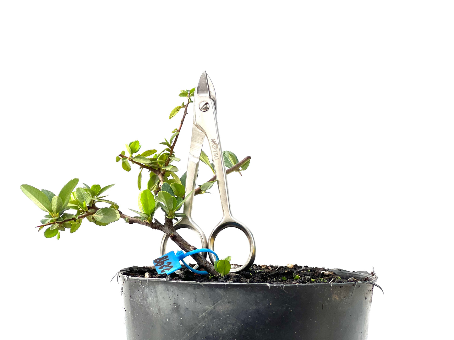 Pyracantha 2298