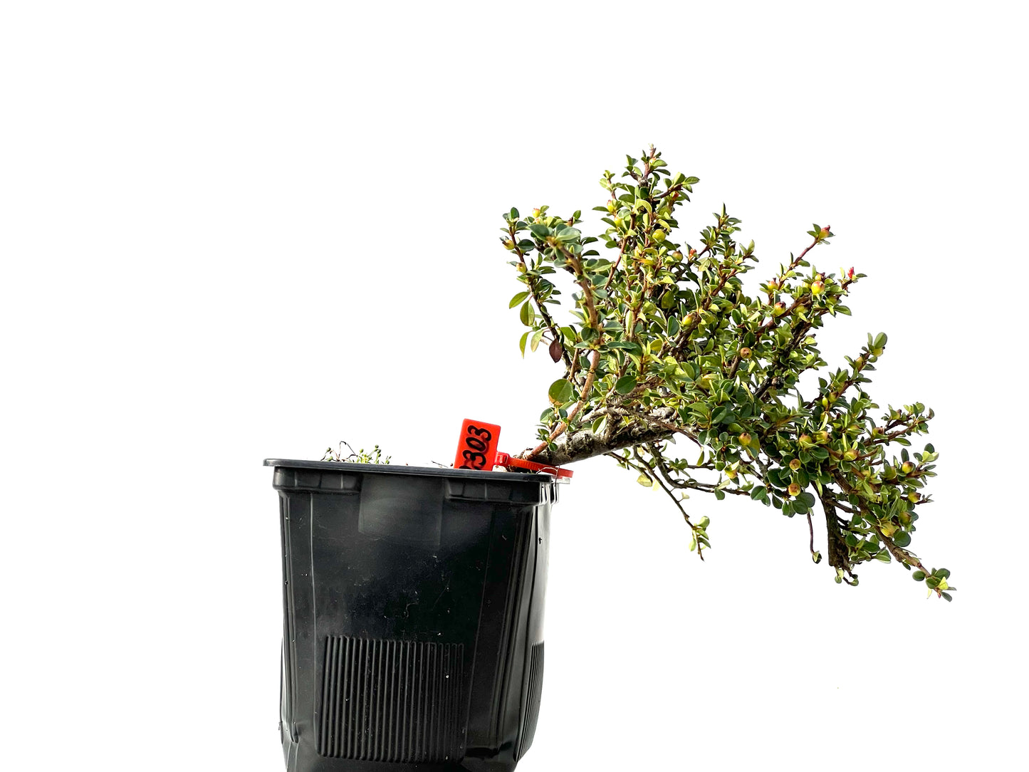 Cotoneaster Horizontalis 2303