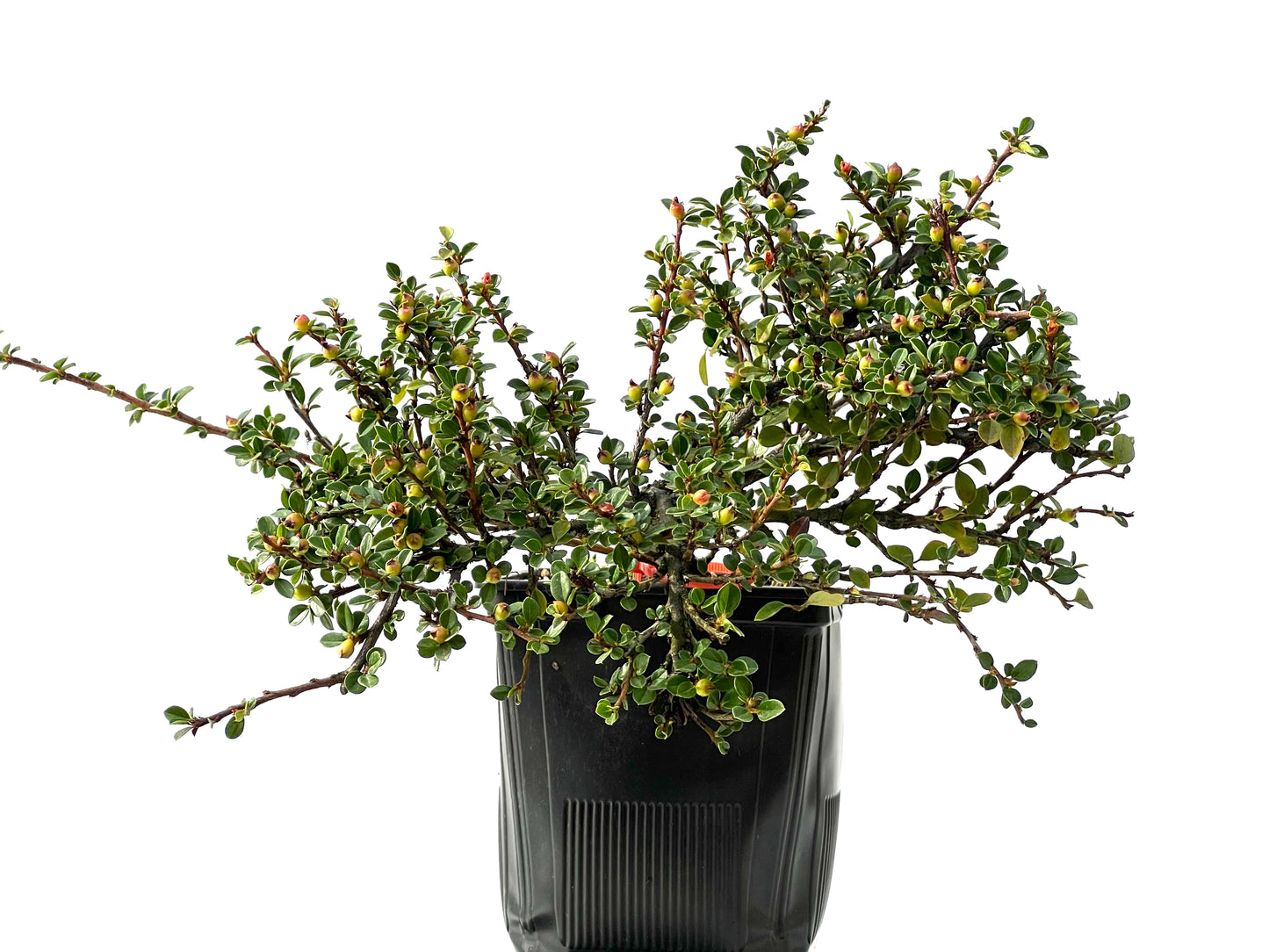 Cotoneaster Horizontalis 2303