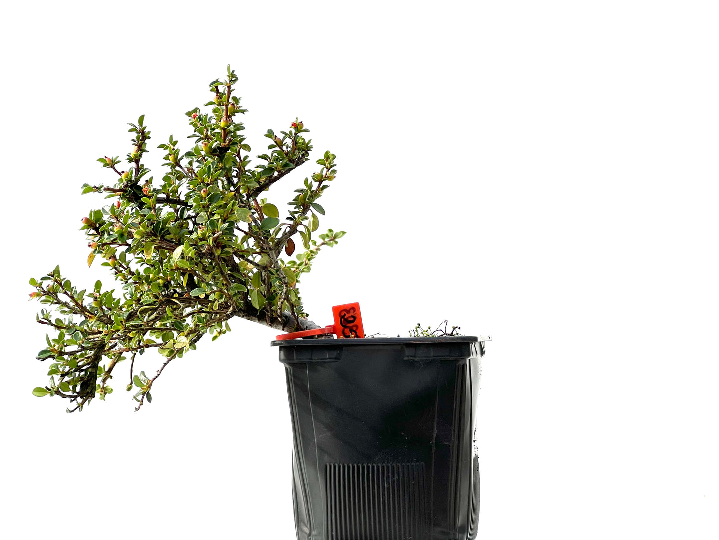 Cotoneaster Horizontalis 2303
