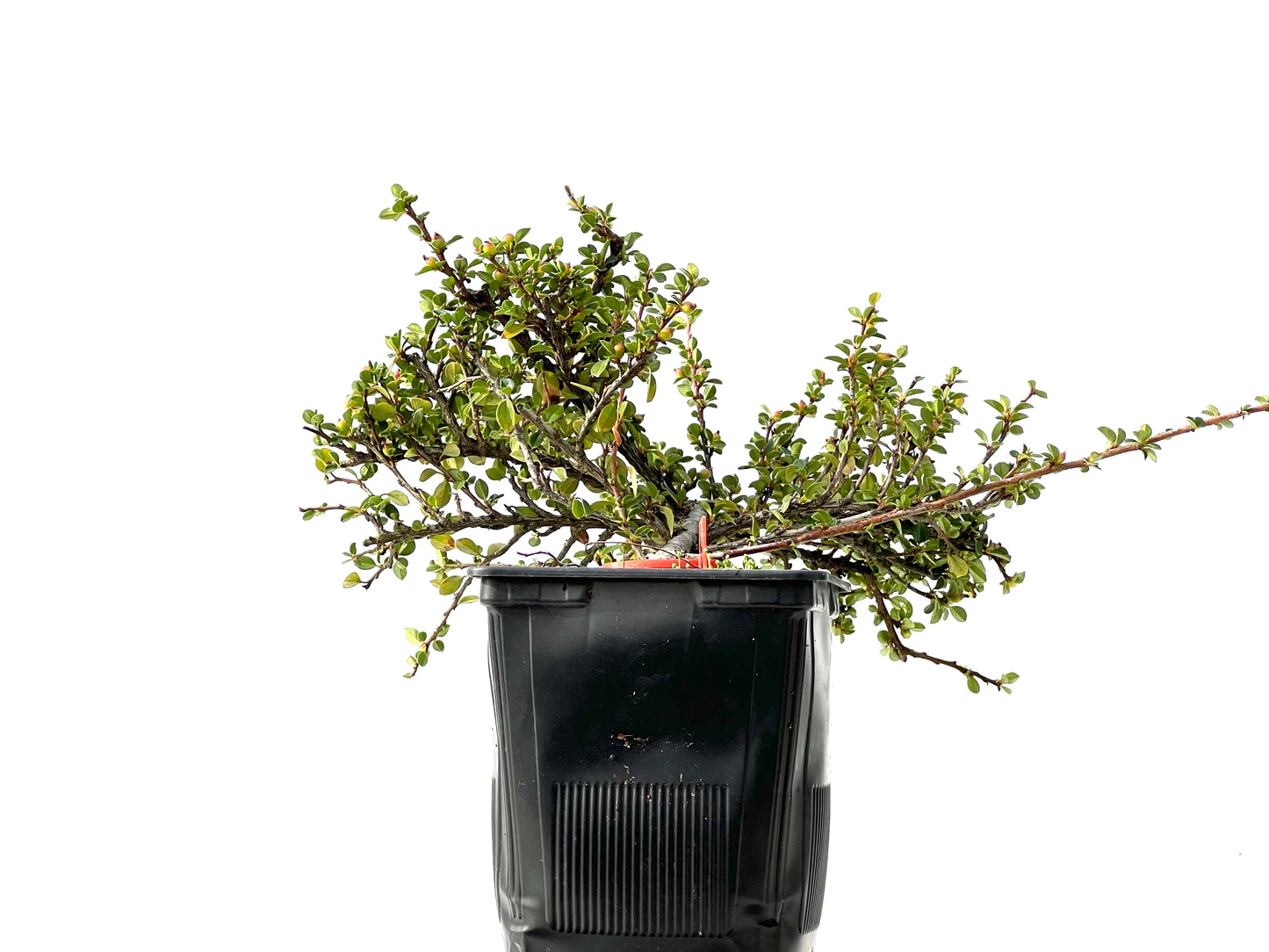 Cotoneaster Horizontalis 2303