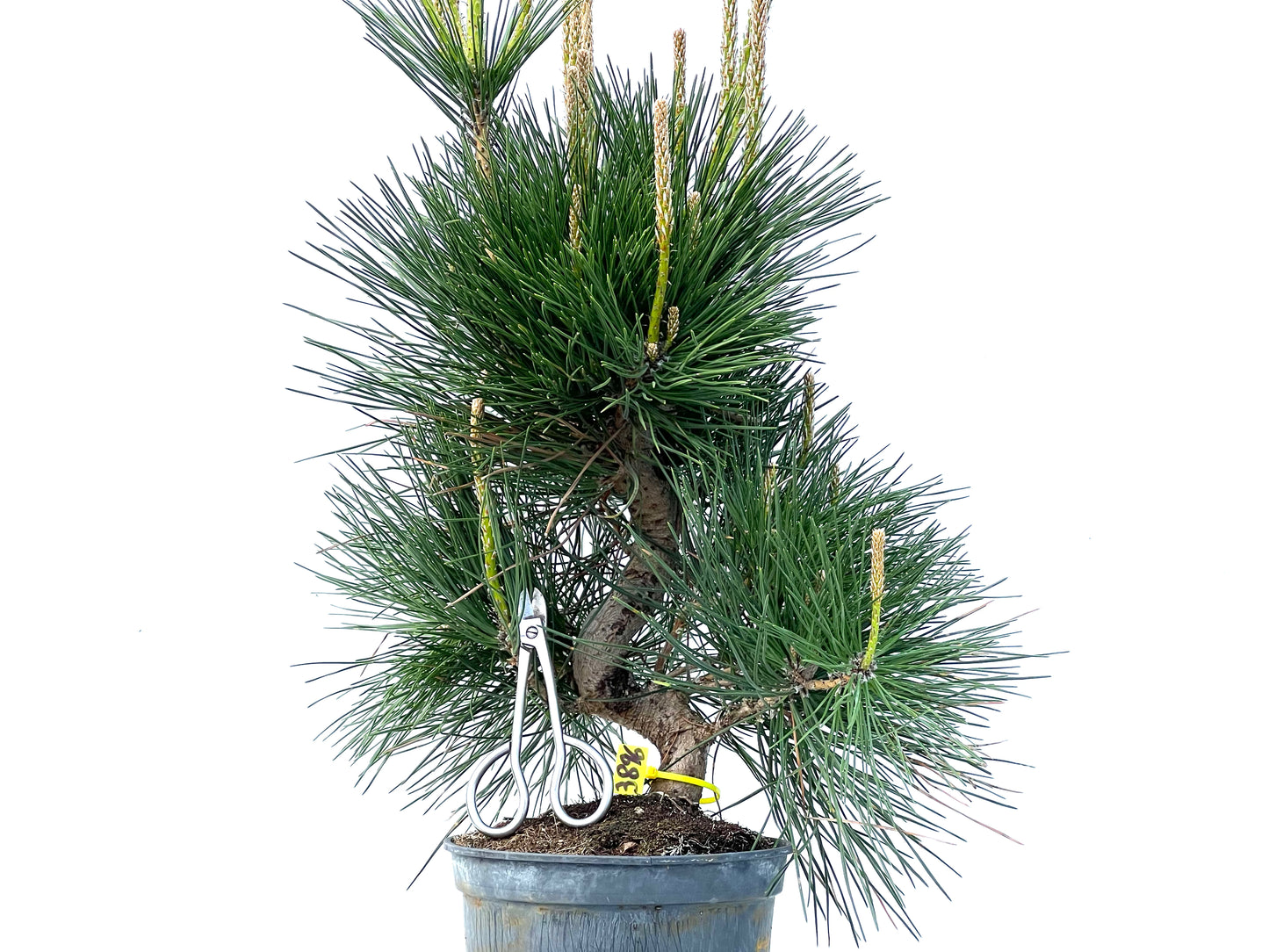 Pinus Thunbergii 3896