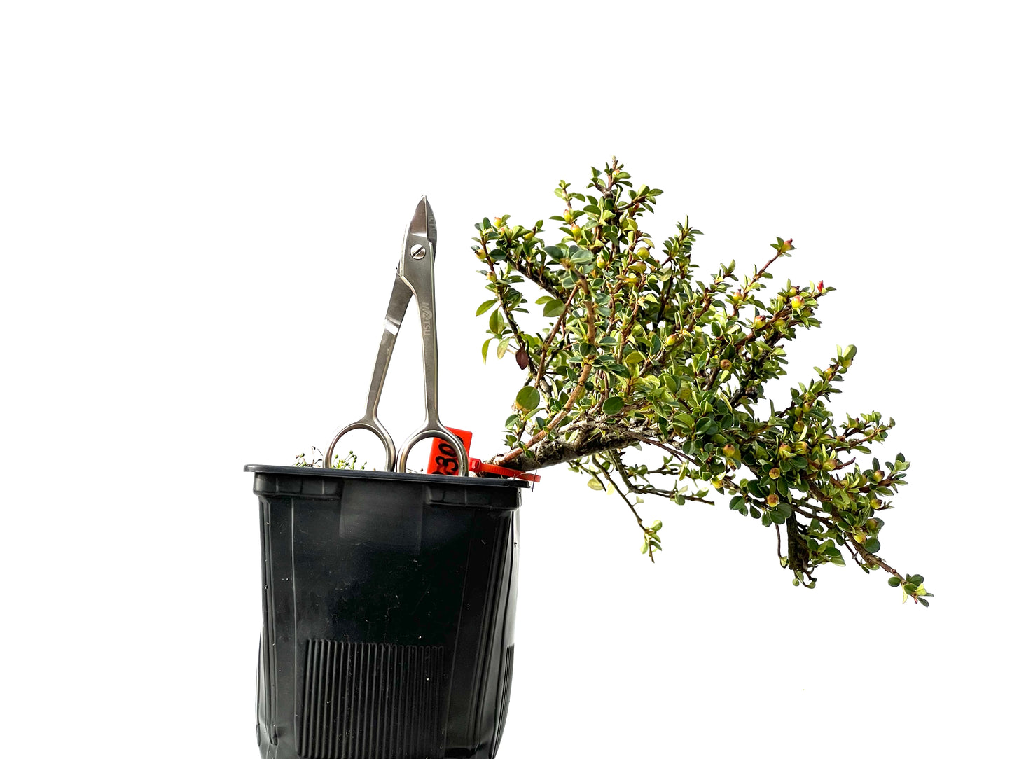 Cotoneaster Horizontalis 2303