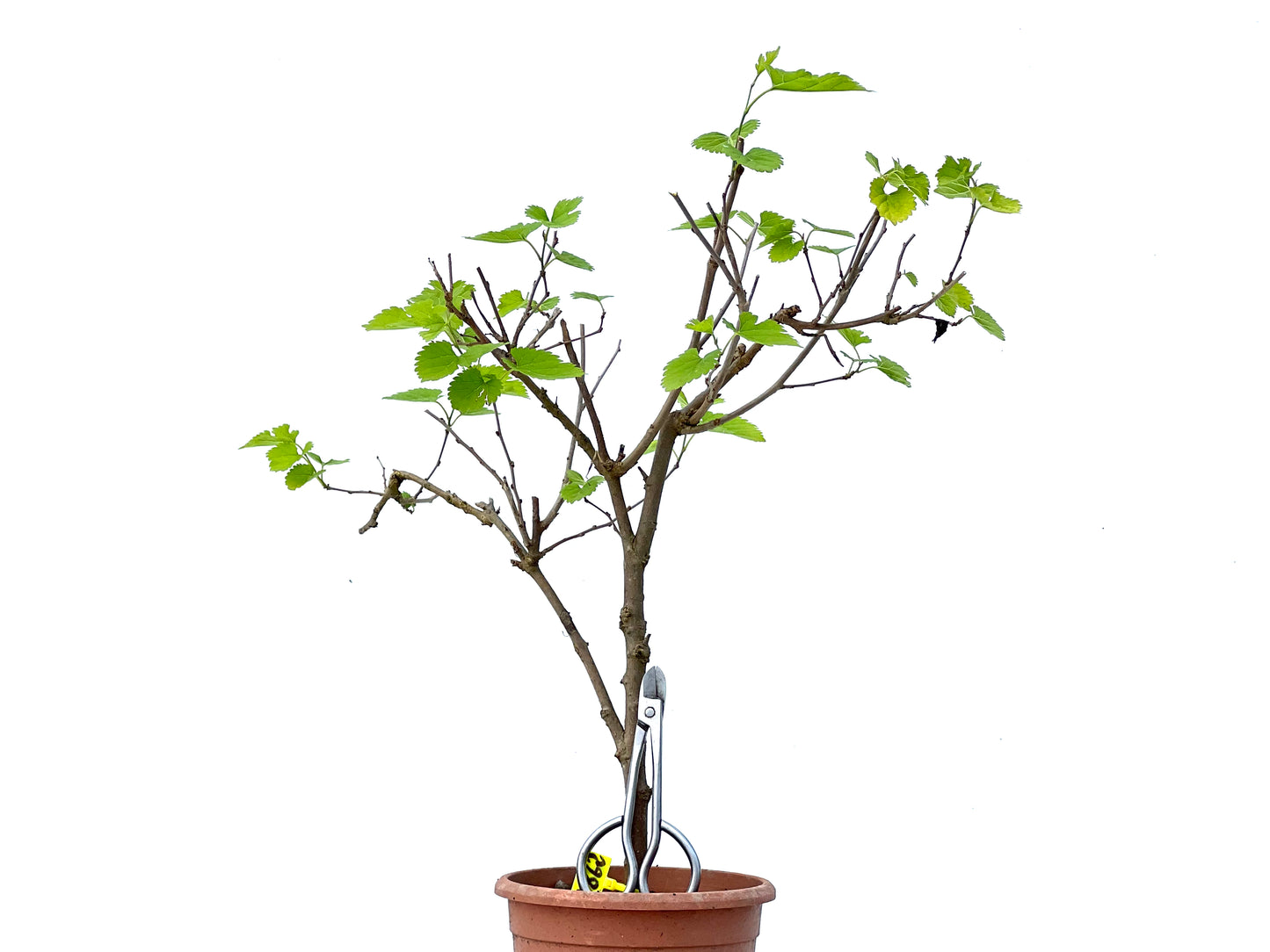 Morus Alba 3862