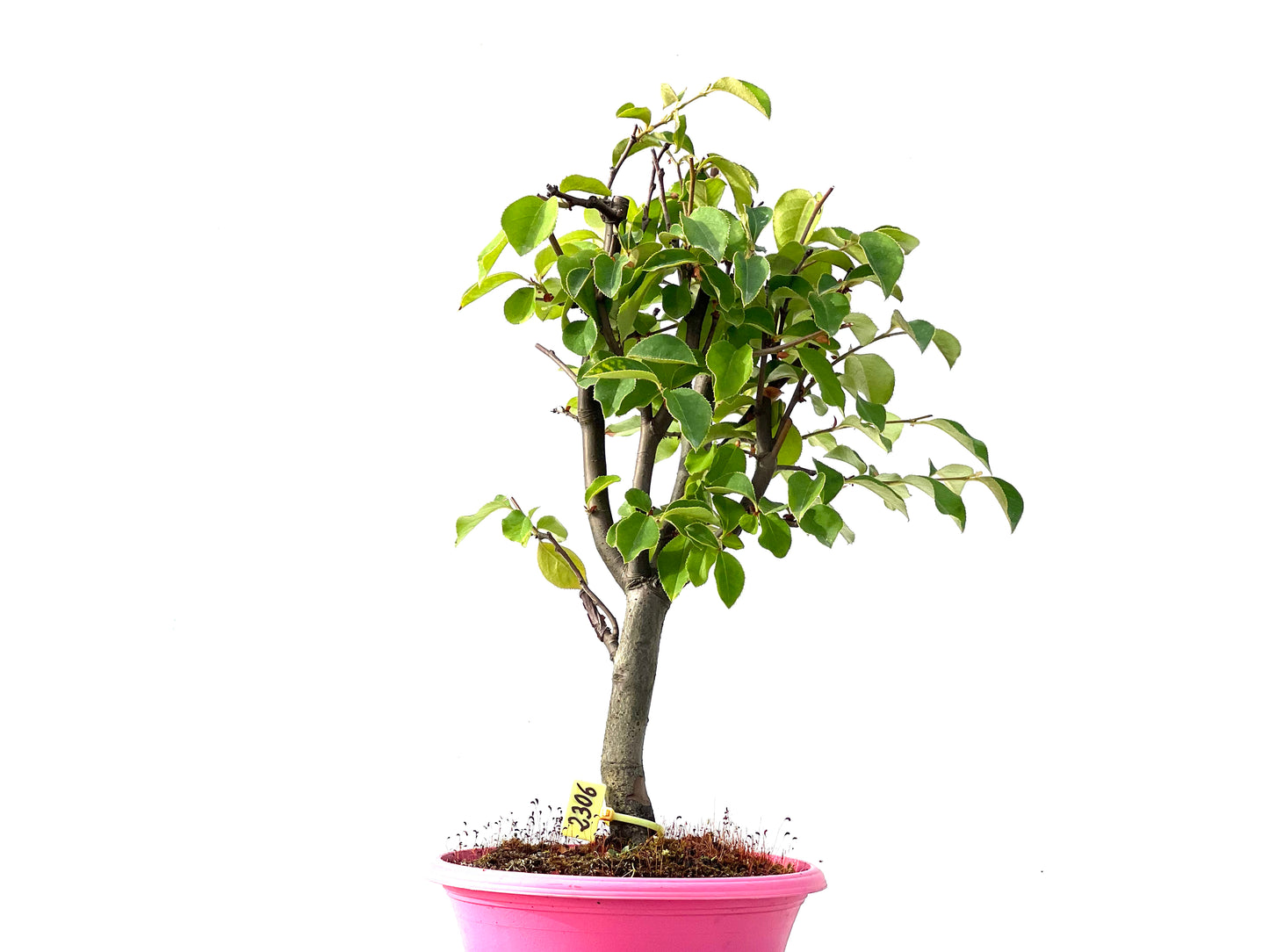 Pseudocidonia Sinensis 2306