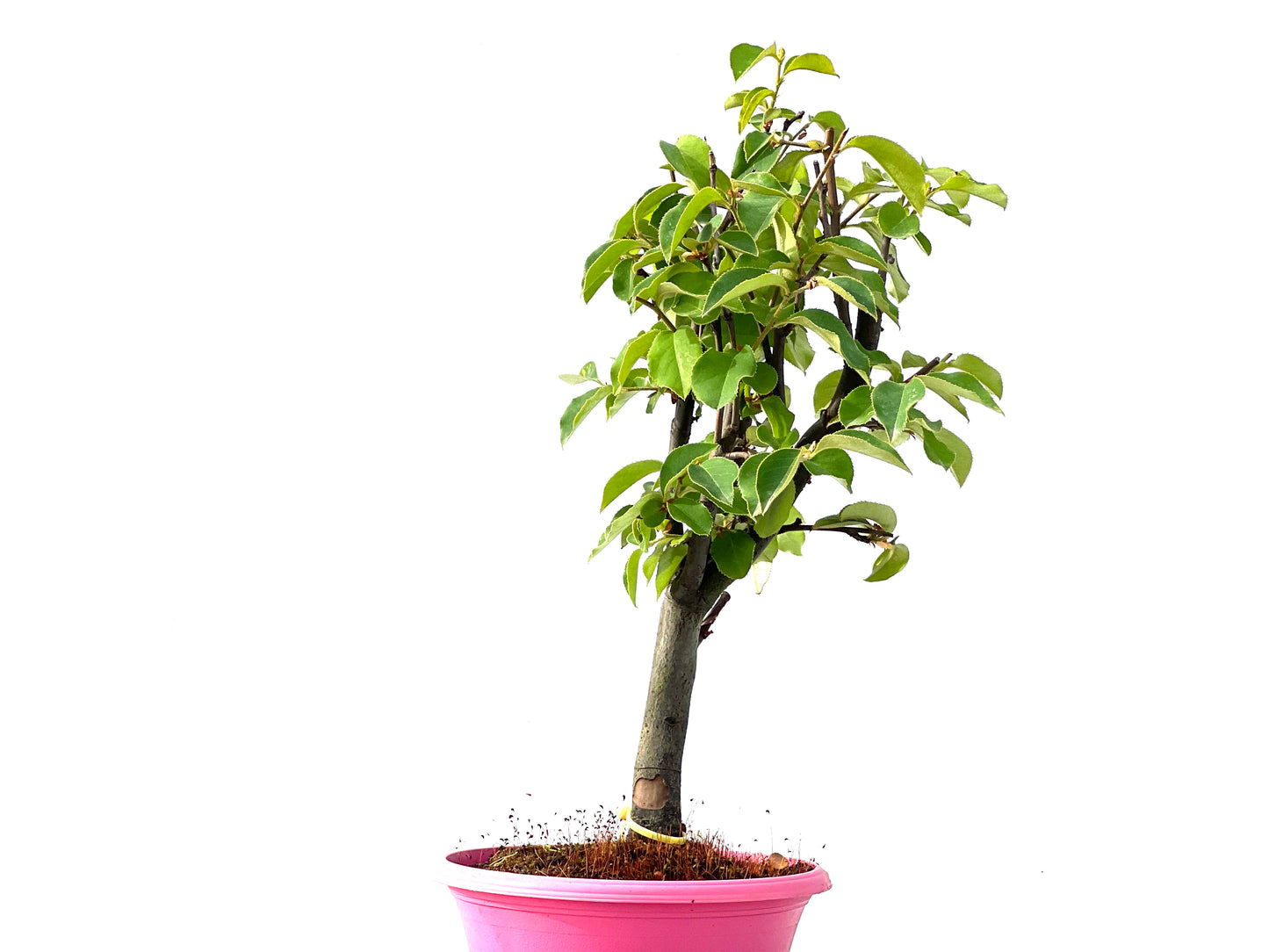Pseudocidonia Sinensis 2306