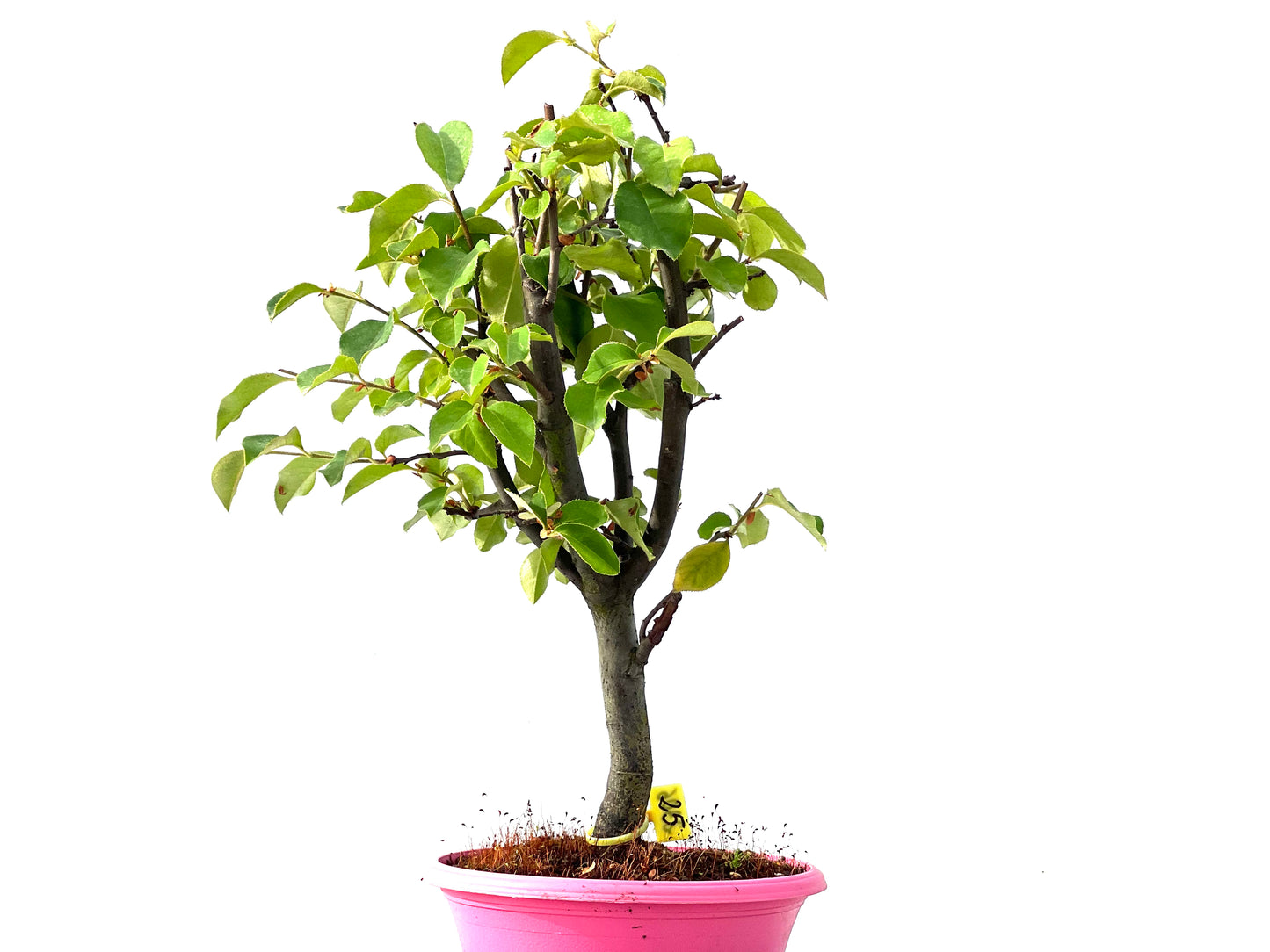 Pseudocidonia Sinensis 2306